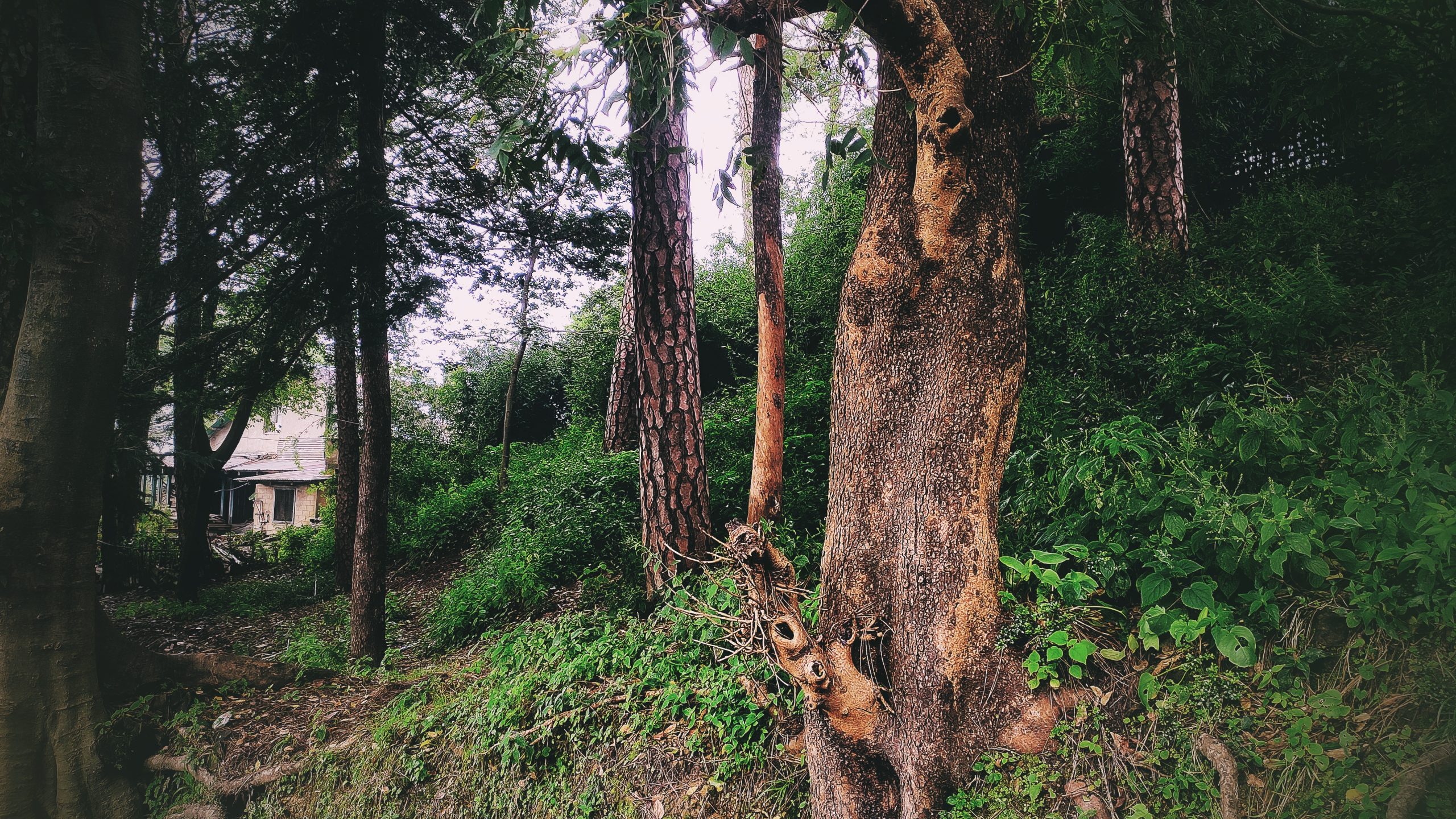 Forest trees