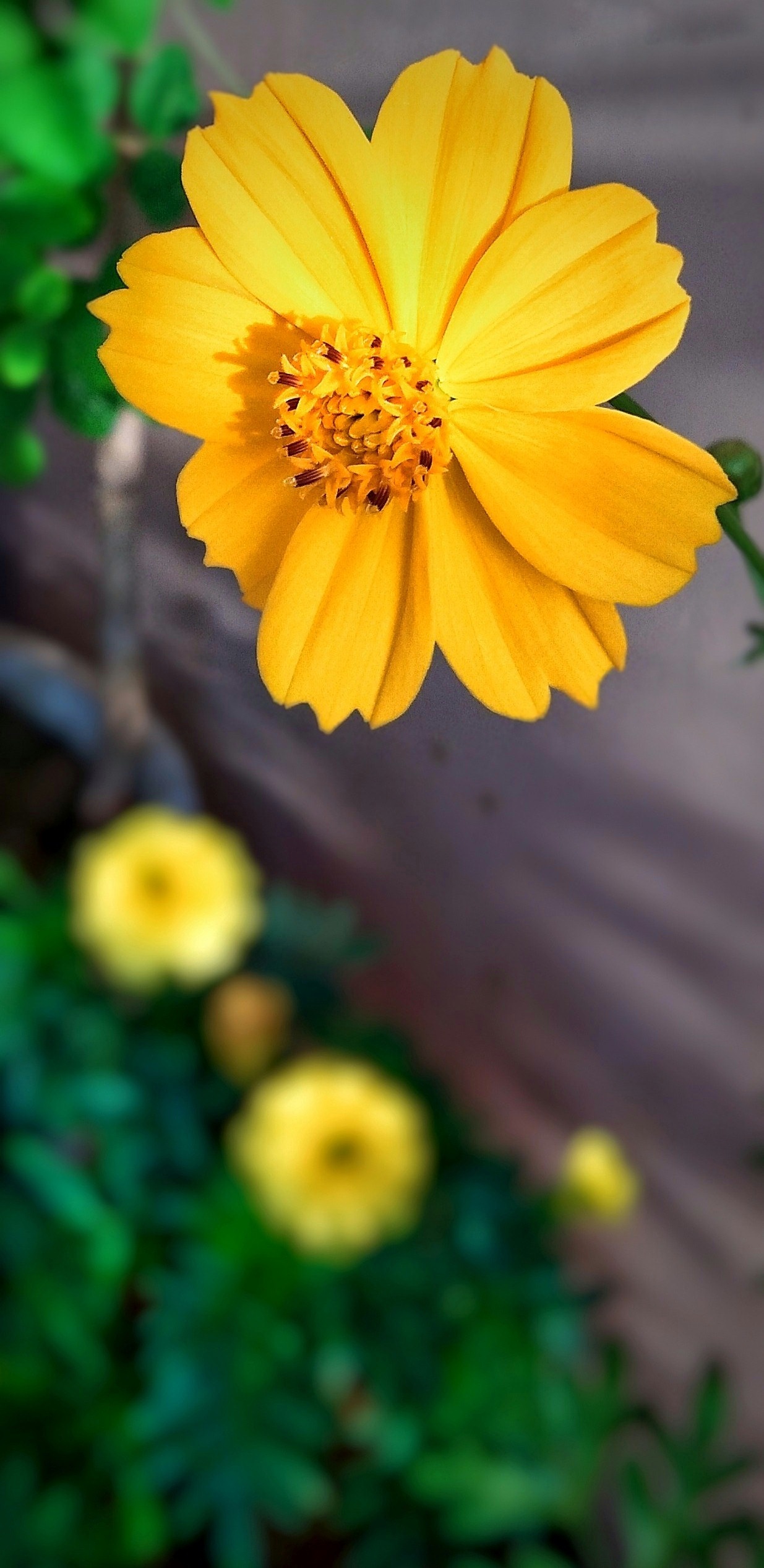 Fresh Yellow flower