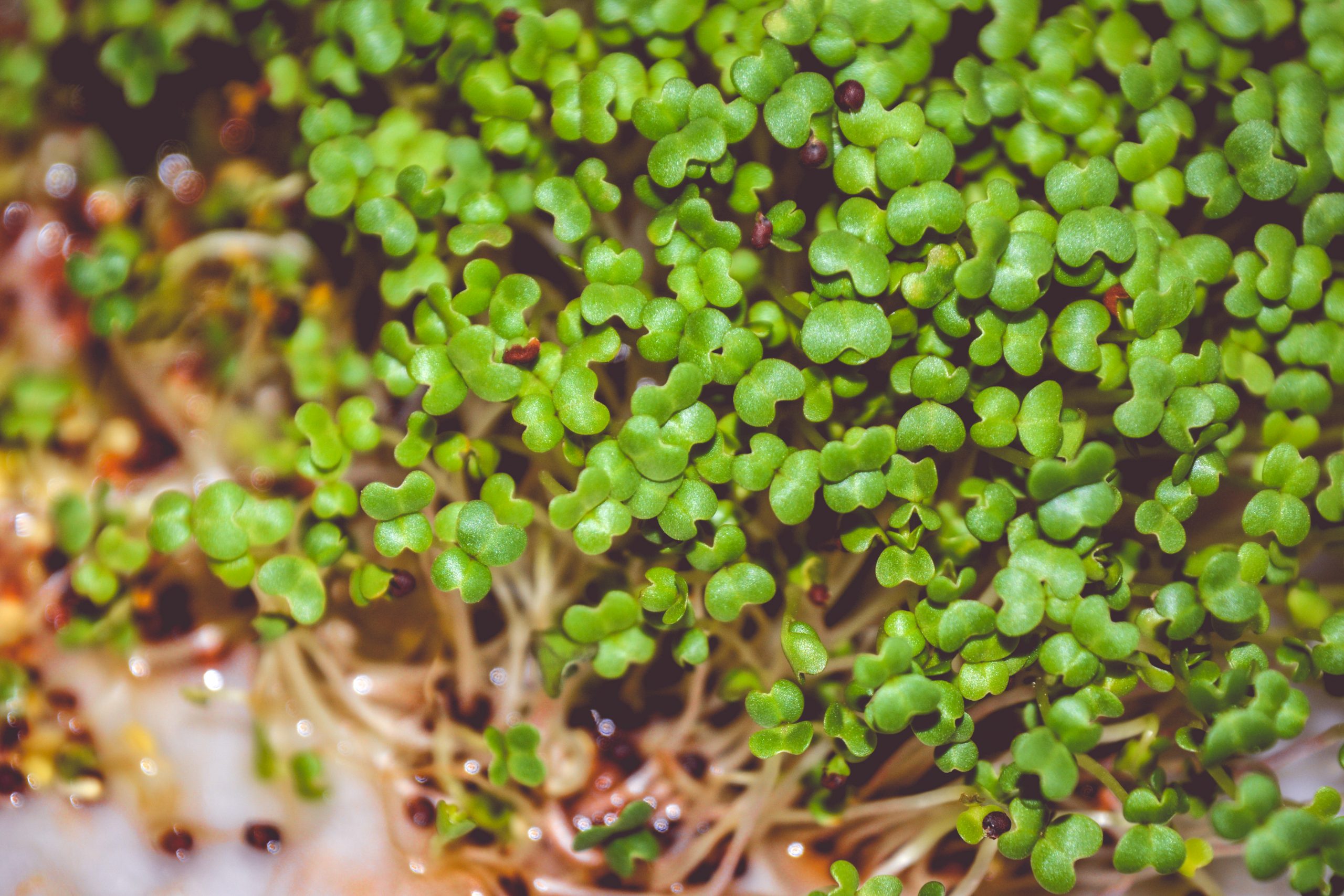 Fresh microgreens closeup