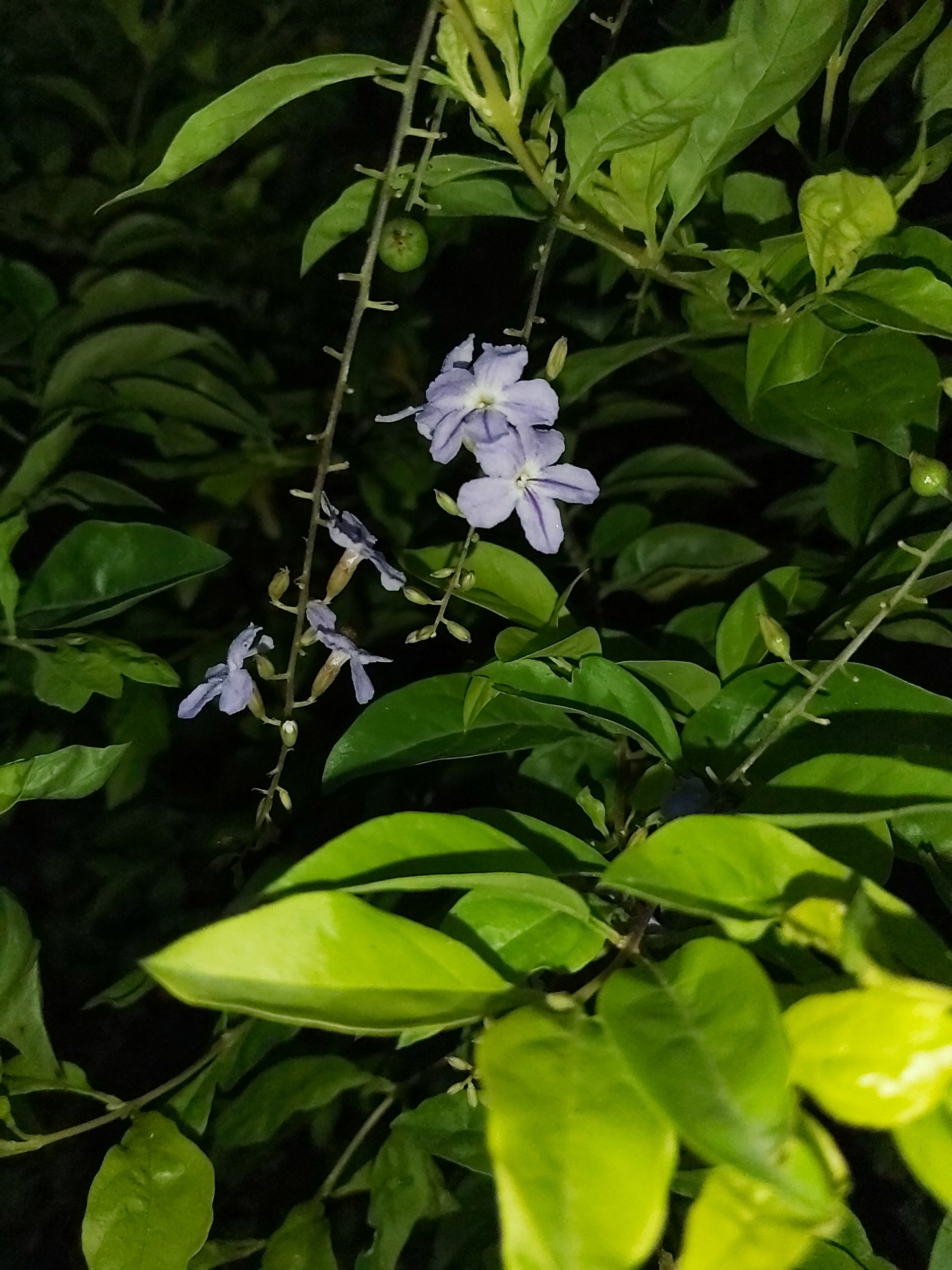 Freylinia tropica flower