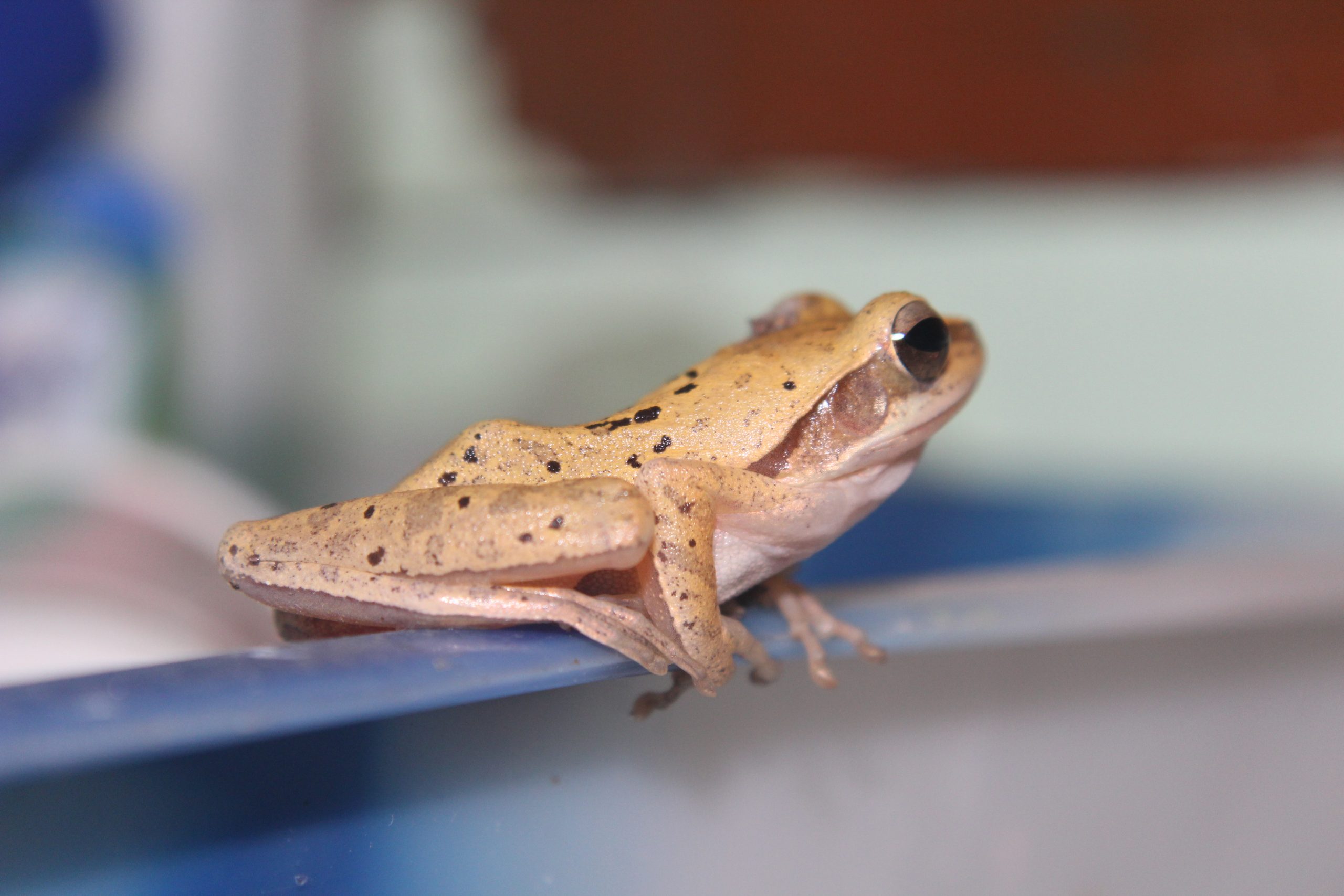 Frog standing on the ledge