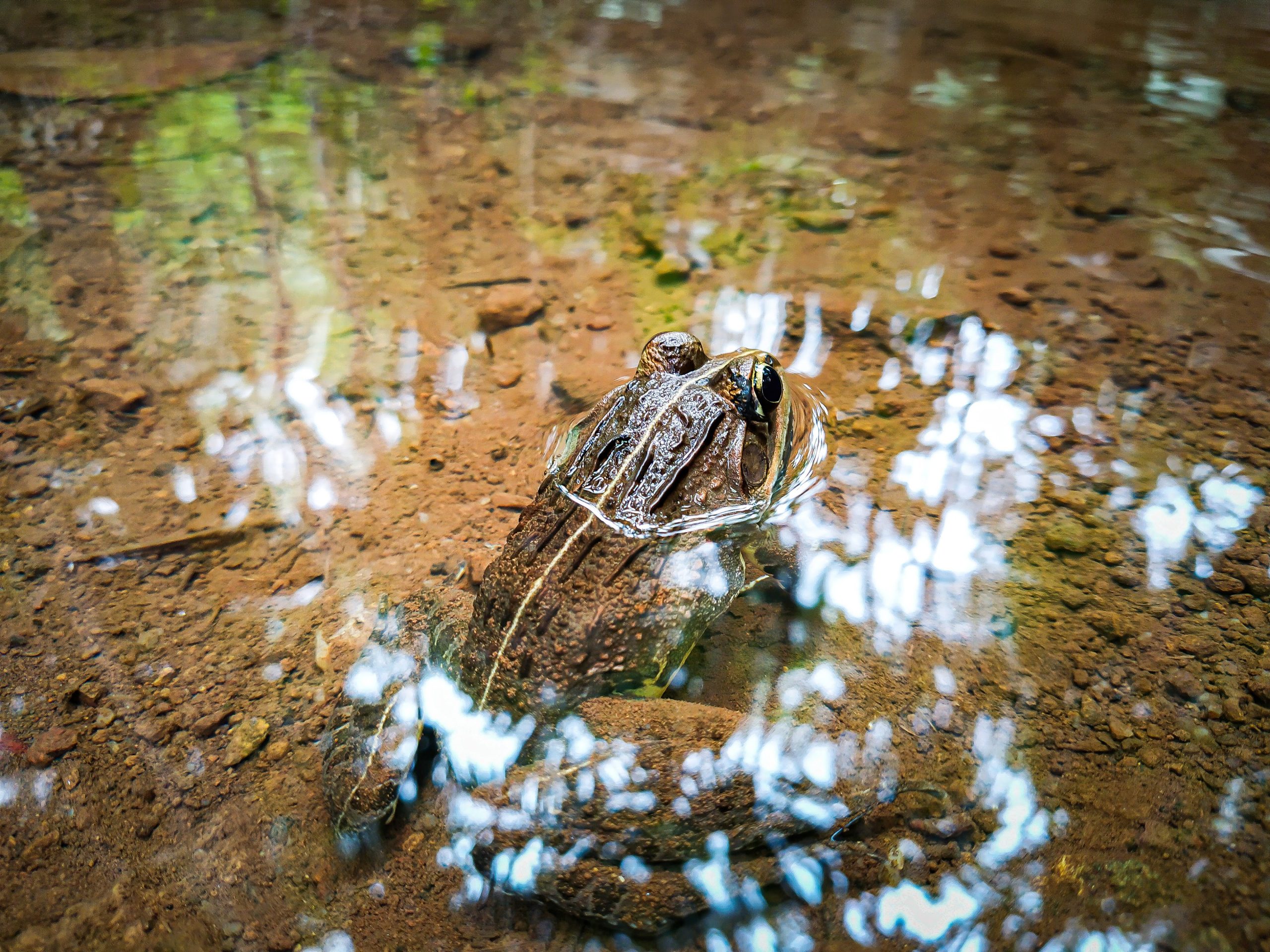 A frog sitting still in a pond