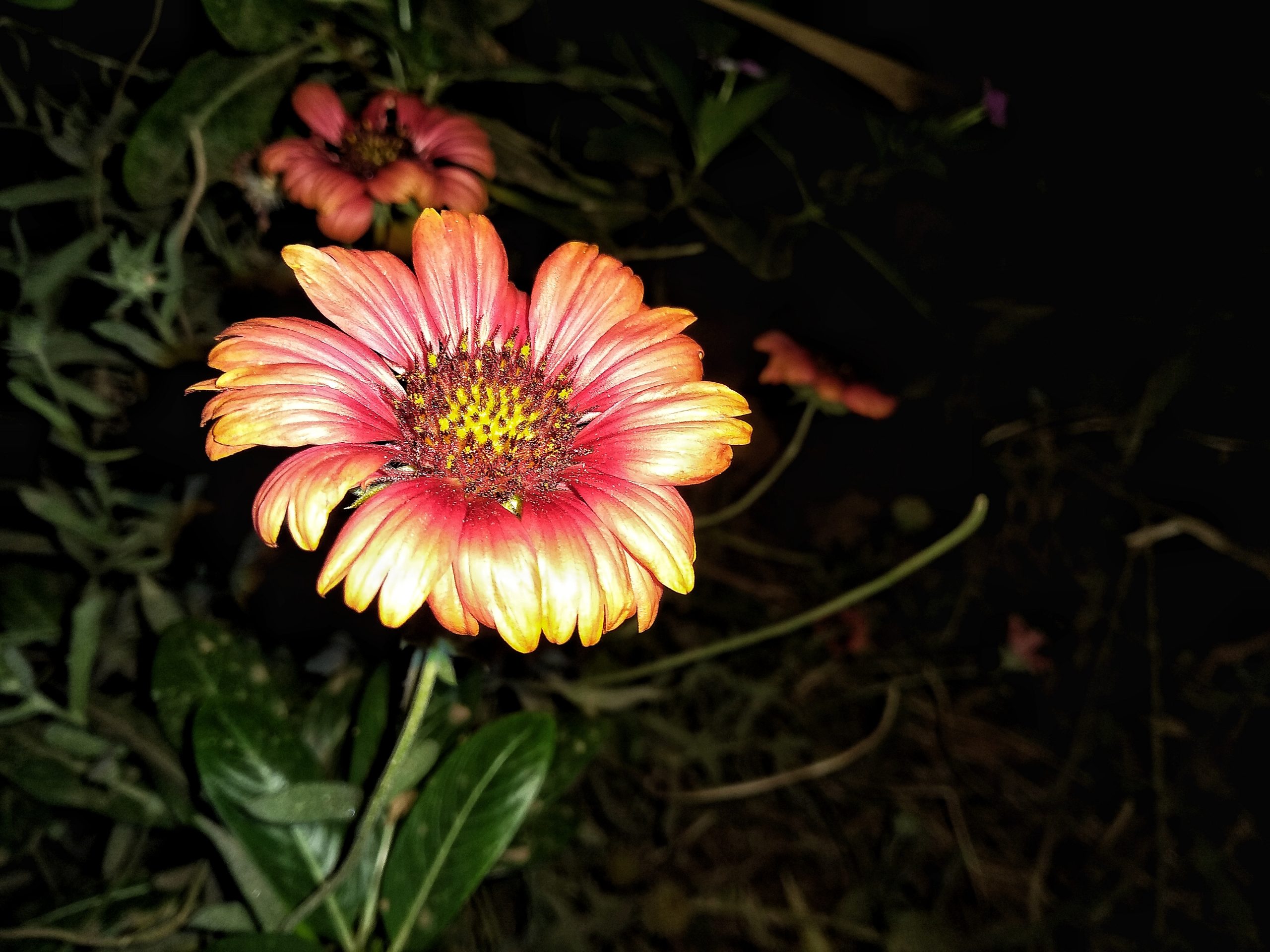 Gaillardia Blanket flower