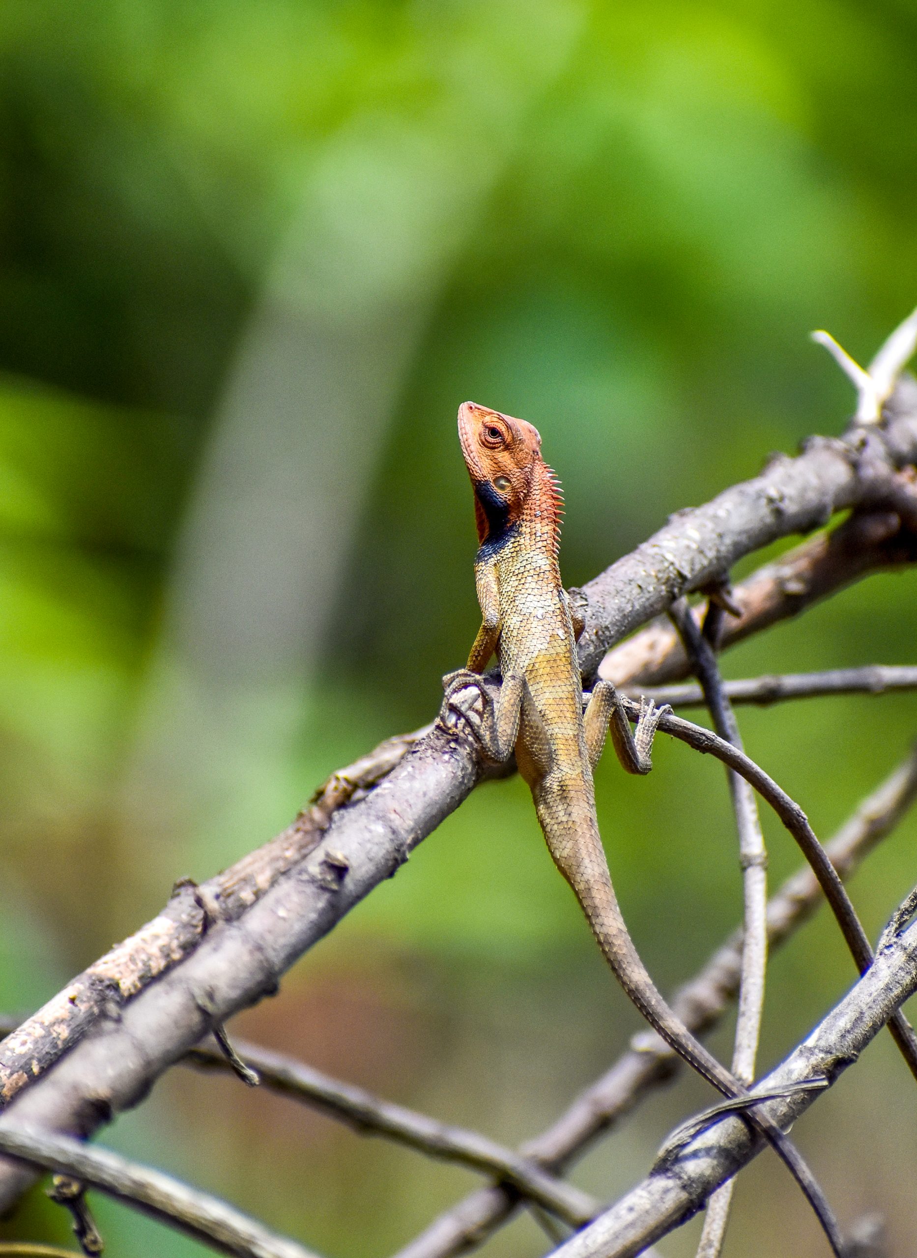 garden lizard on a branch