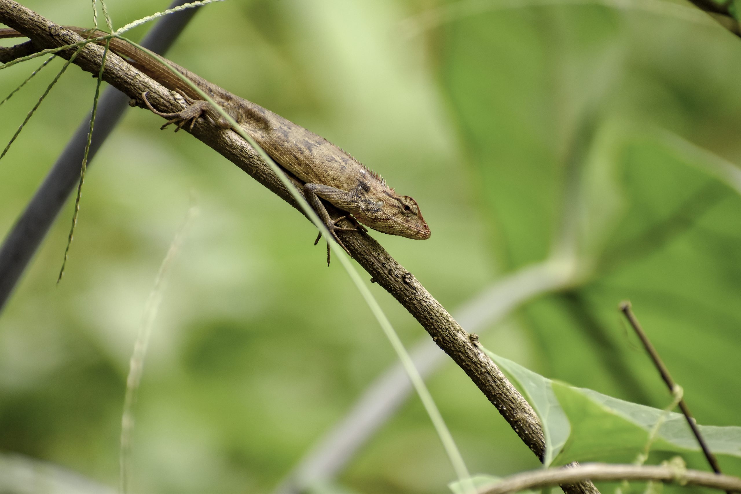 A lizard on a branch
