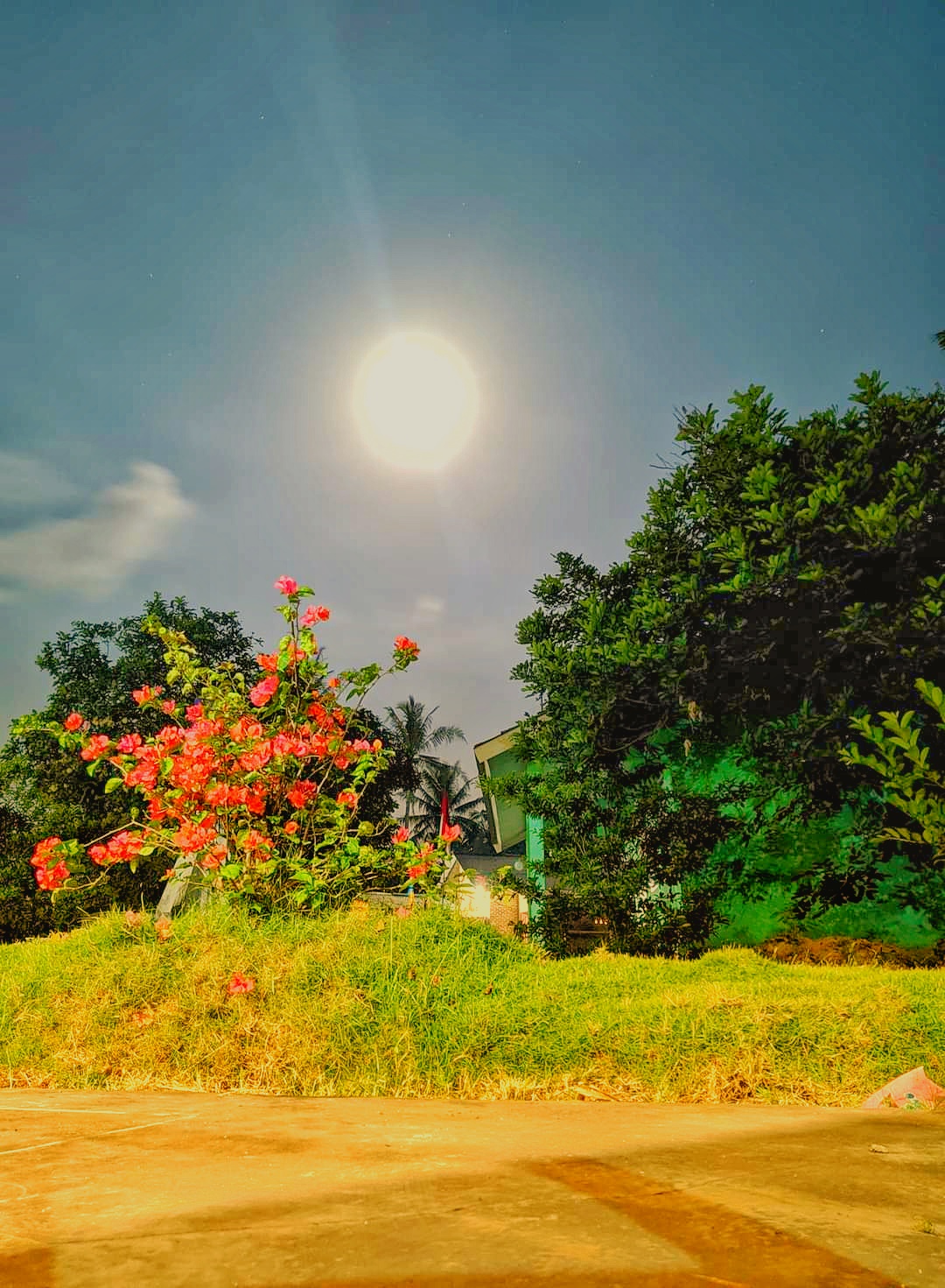 Garden during sunrise