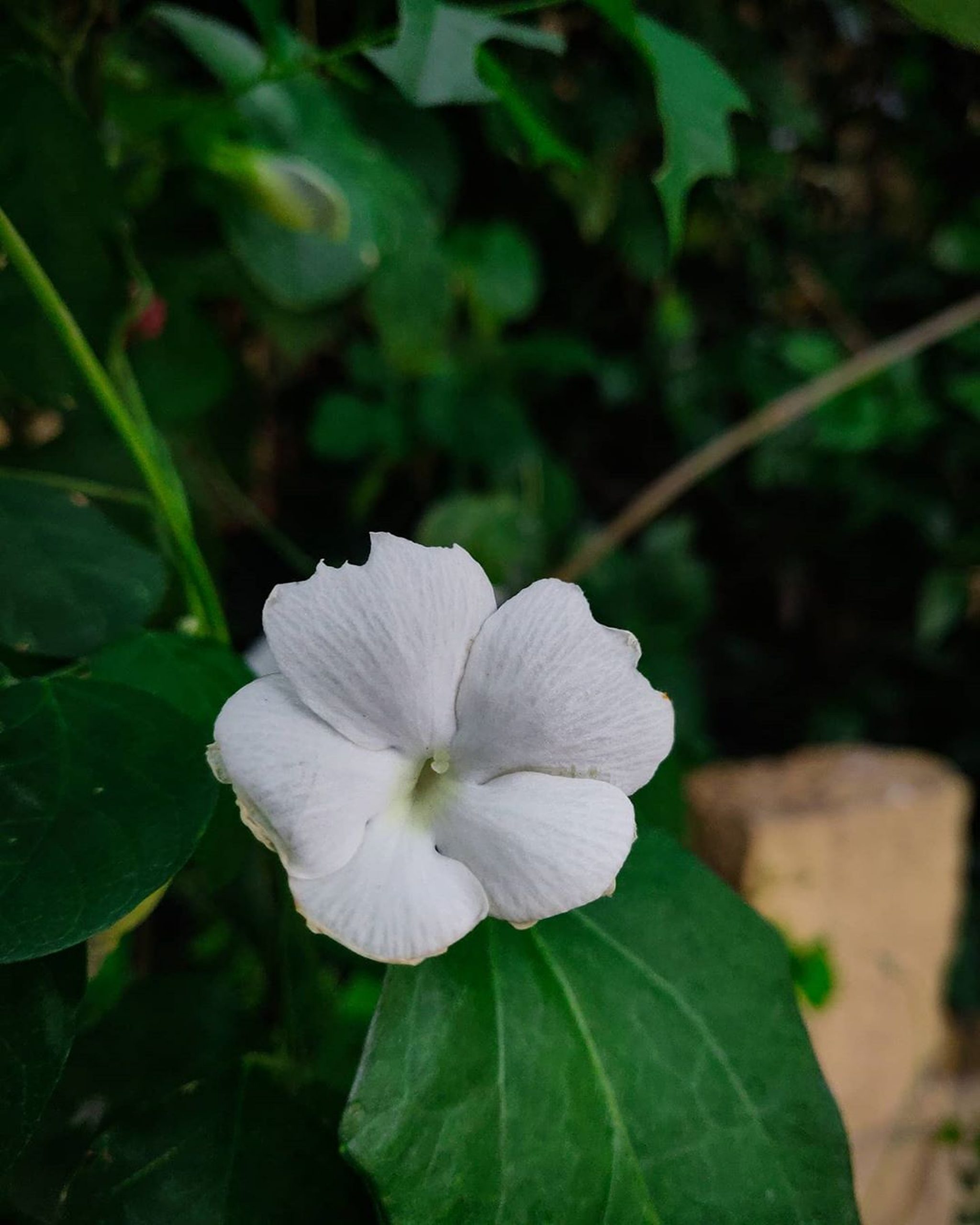 White Flower