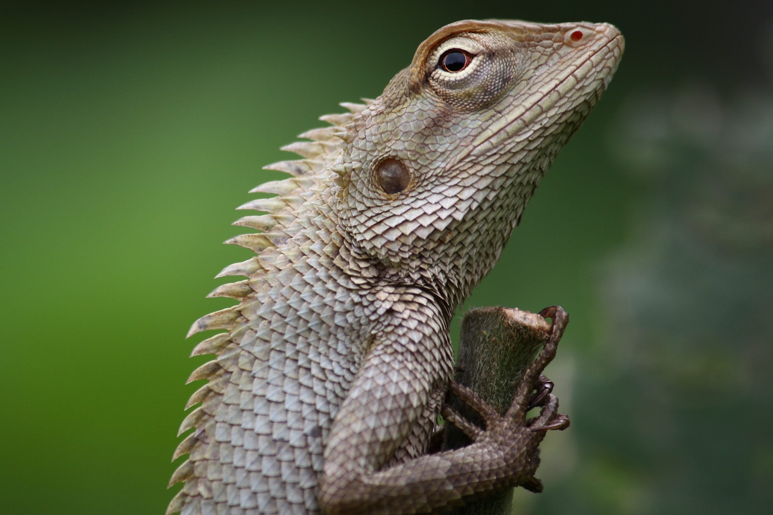 Garden lizard