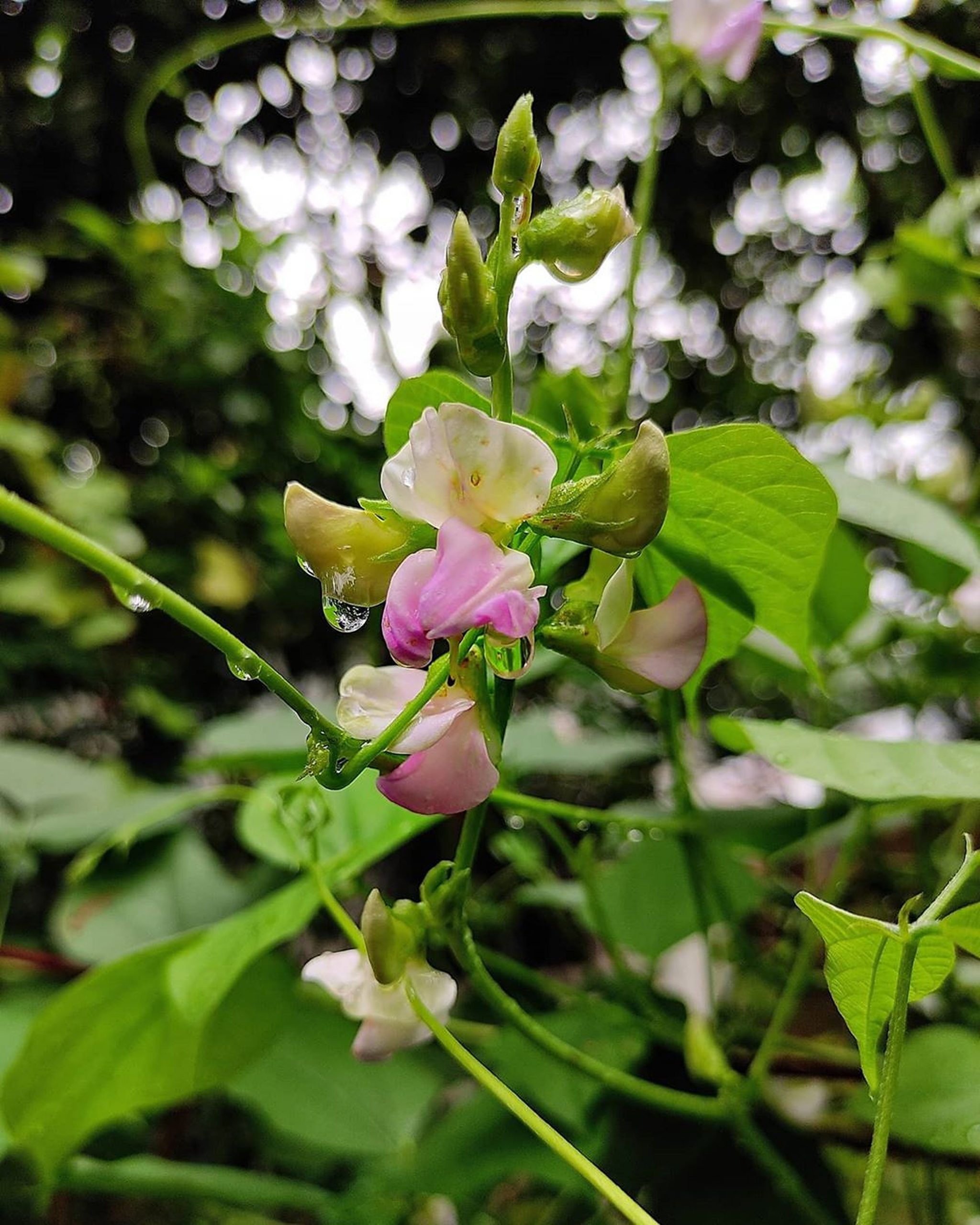 Garden plants