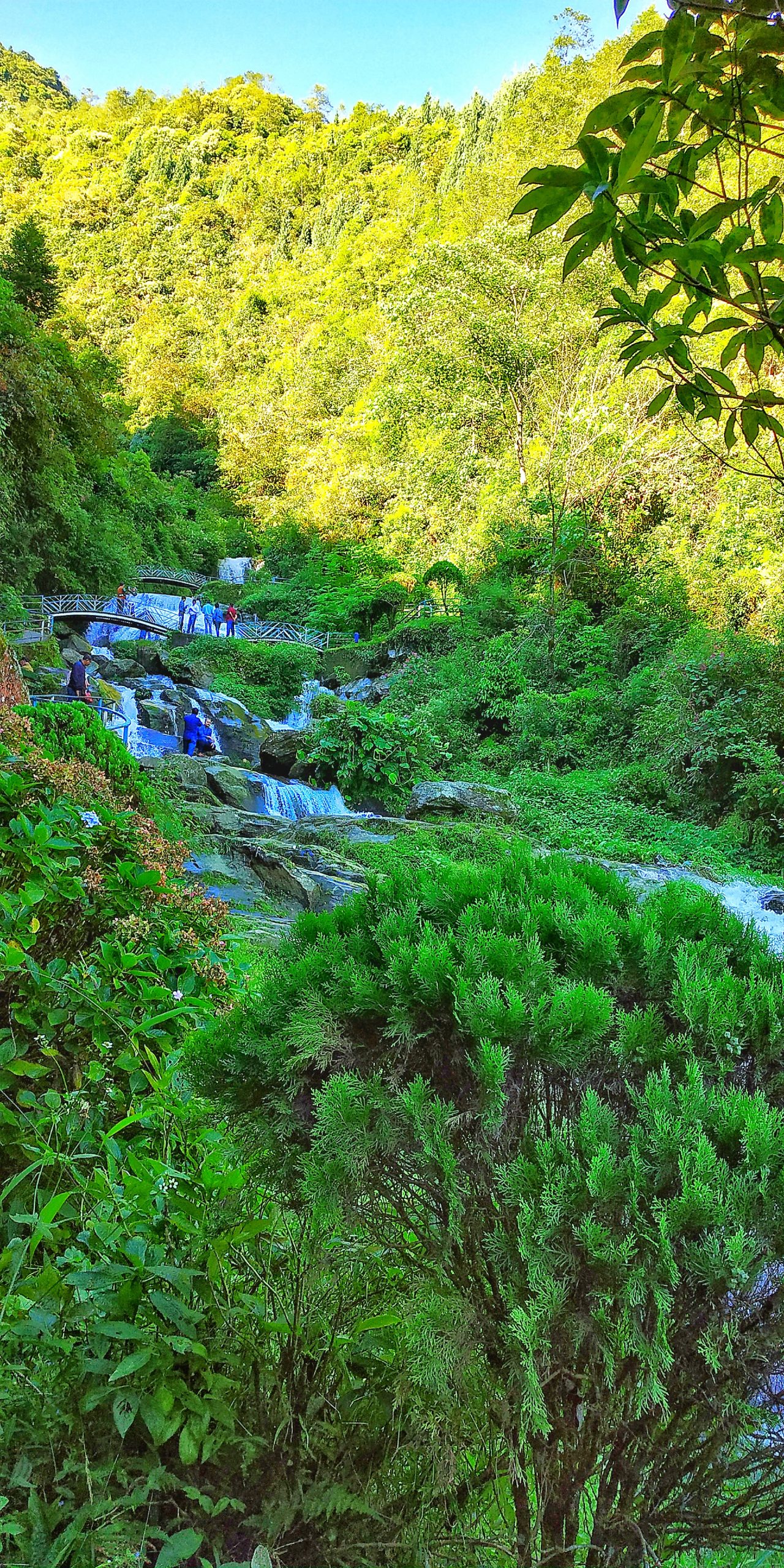 Gardens of Darjeeling