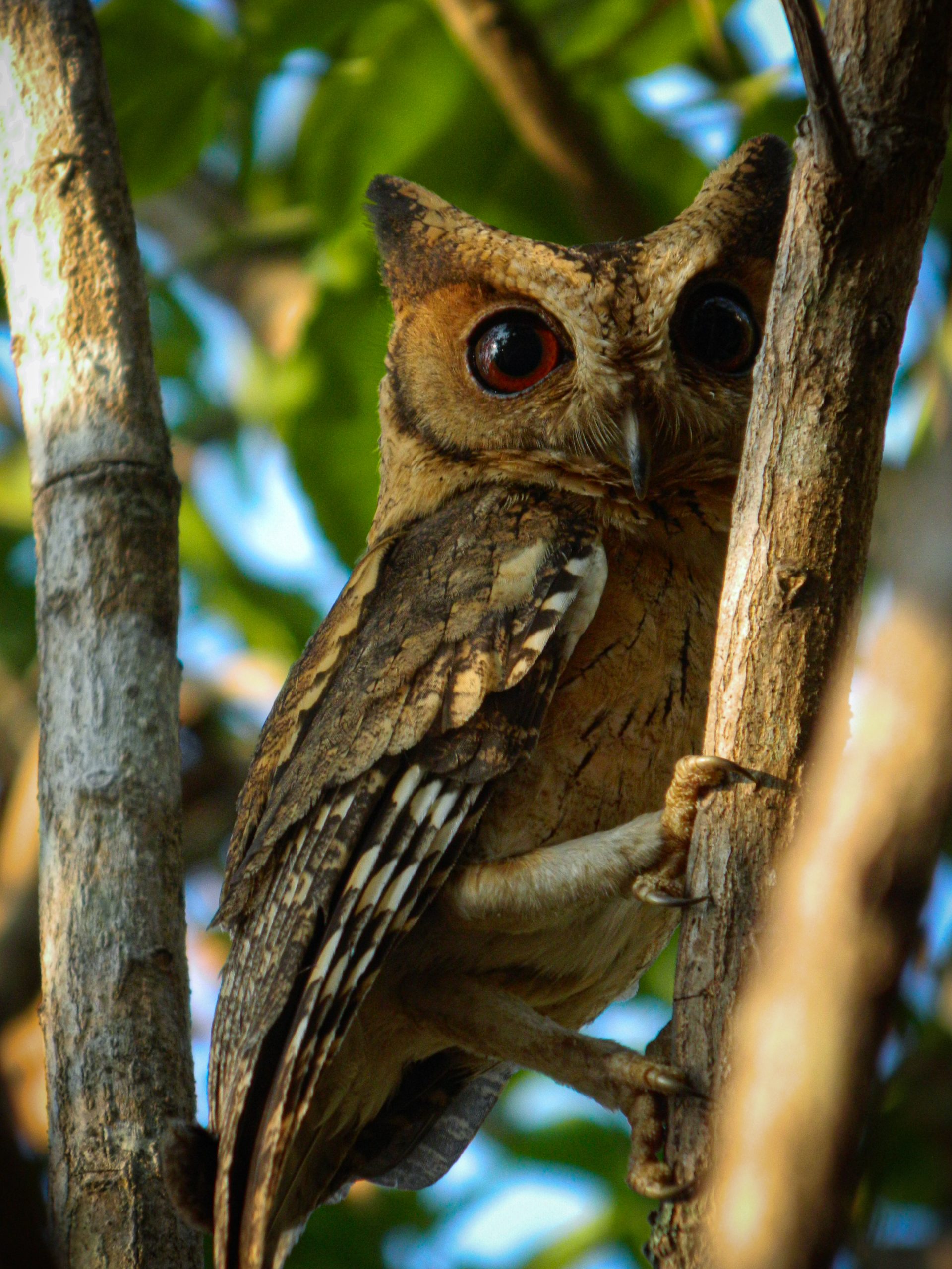 Gazing Owl - PixaHive