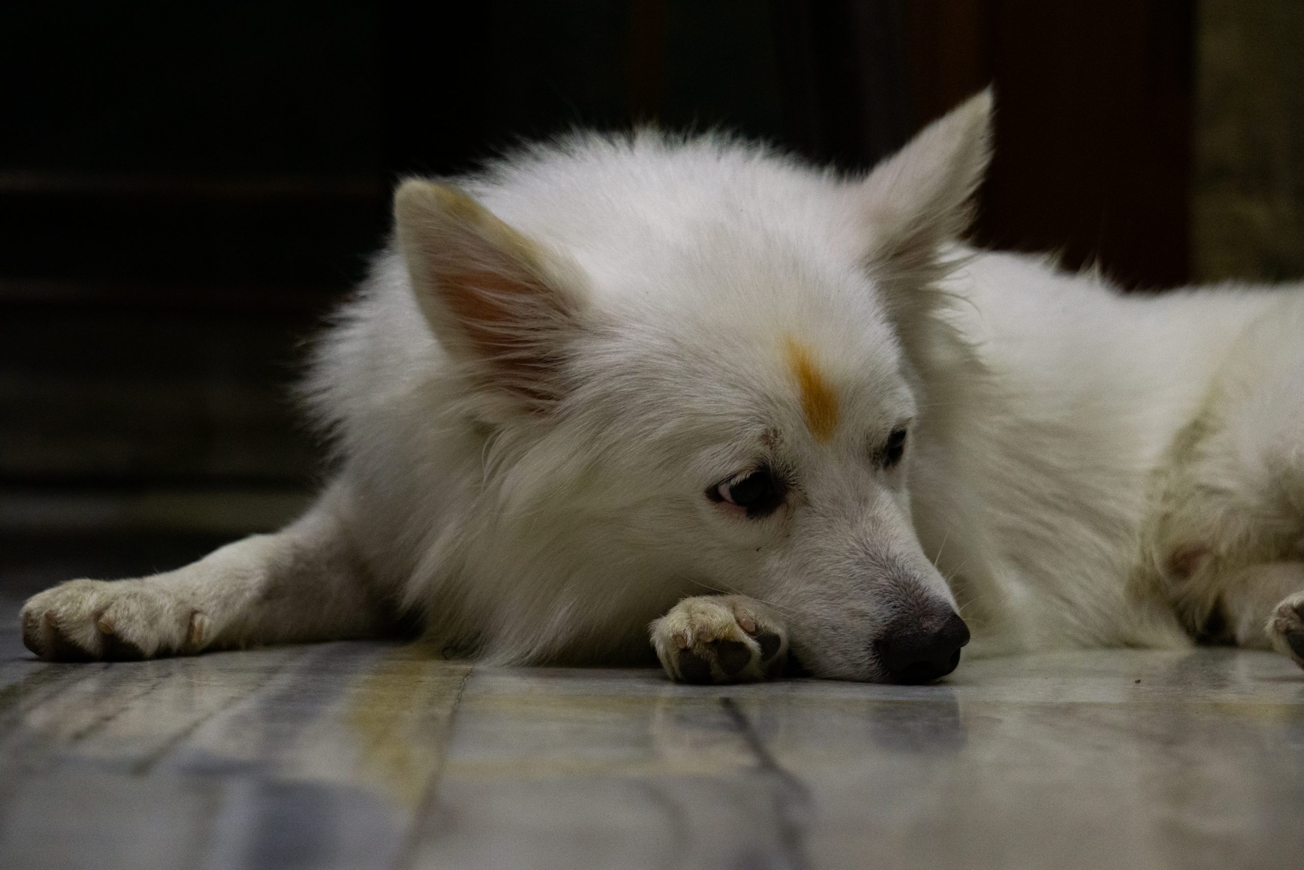 German Spitz pet dog