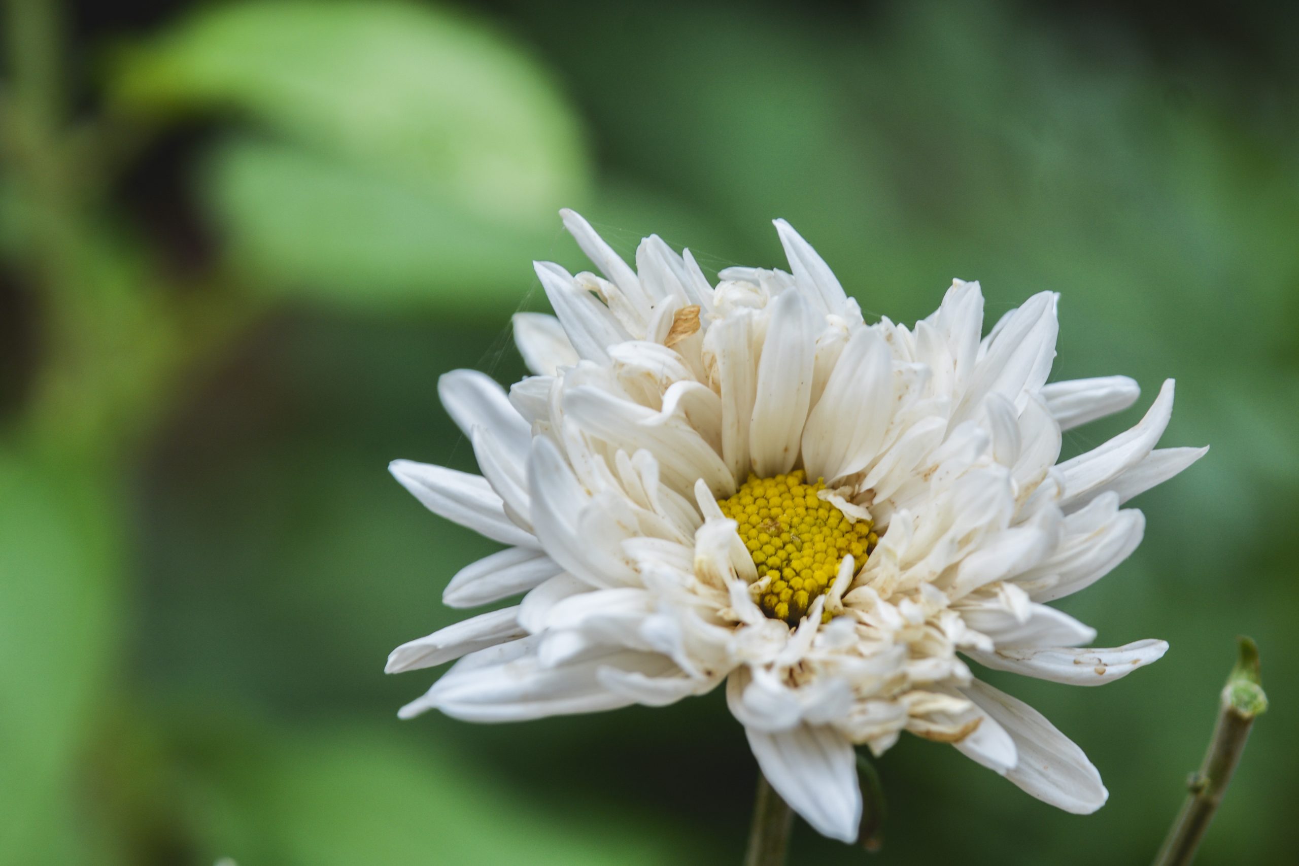 White flower getting dried