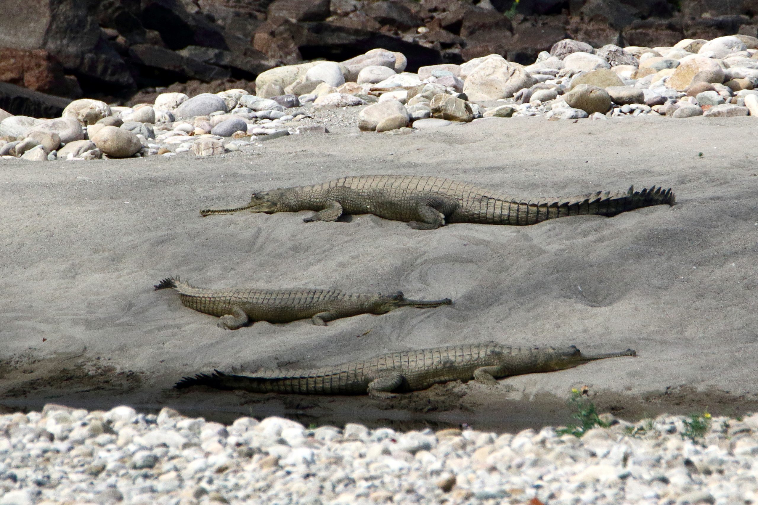 A group of crocodiles