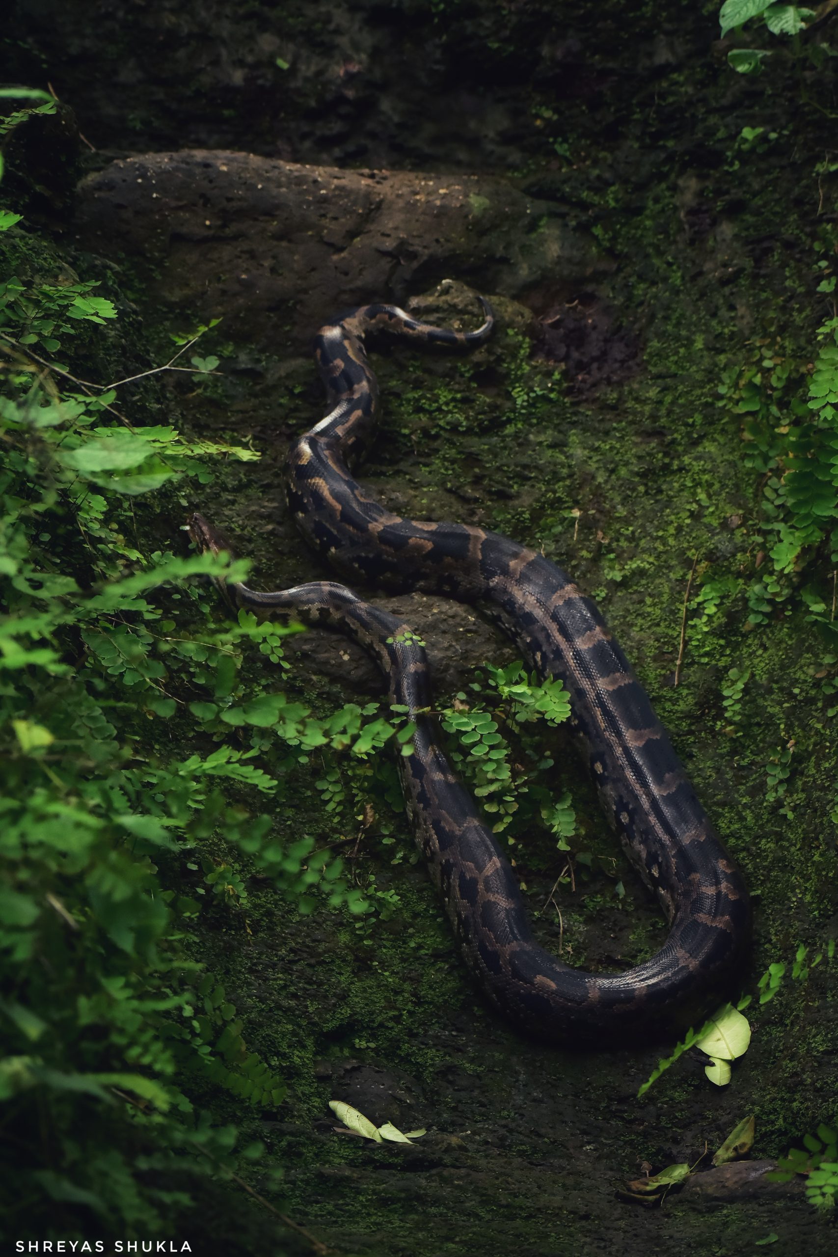 Giant Python in it’s Habitat