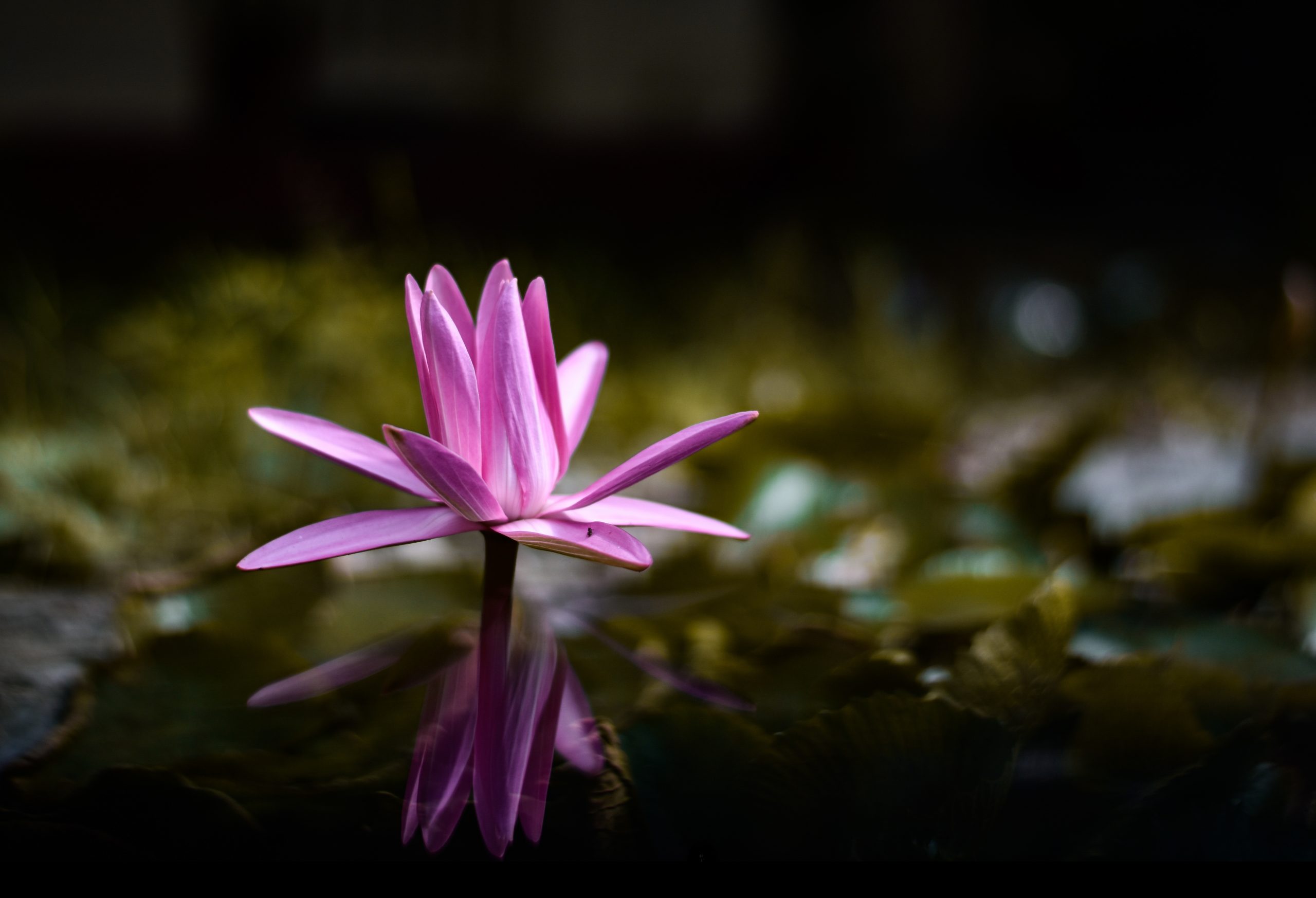 Glowing Pink Lotus