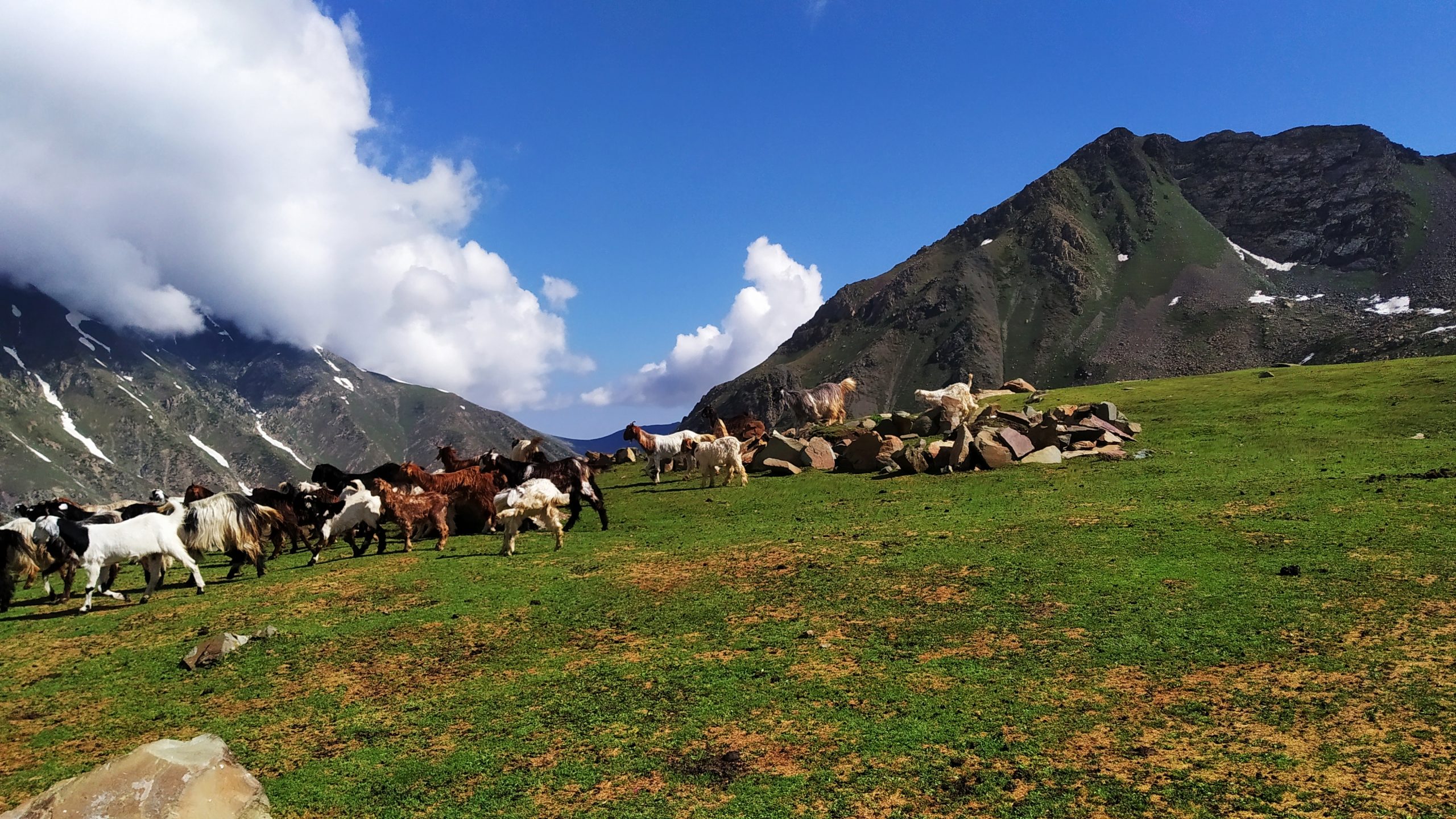 Group of goats grazing in PIr Panjal ranges.