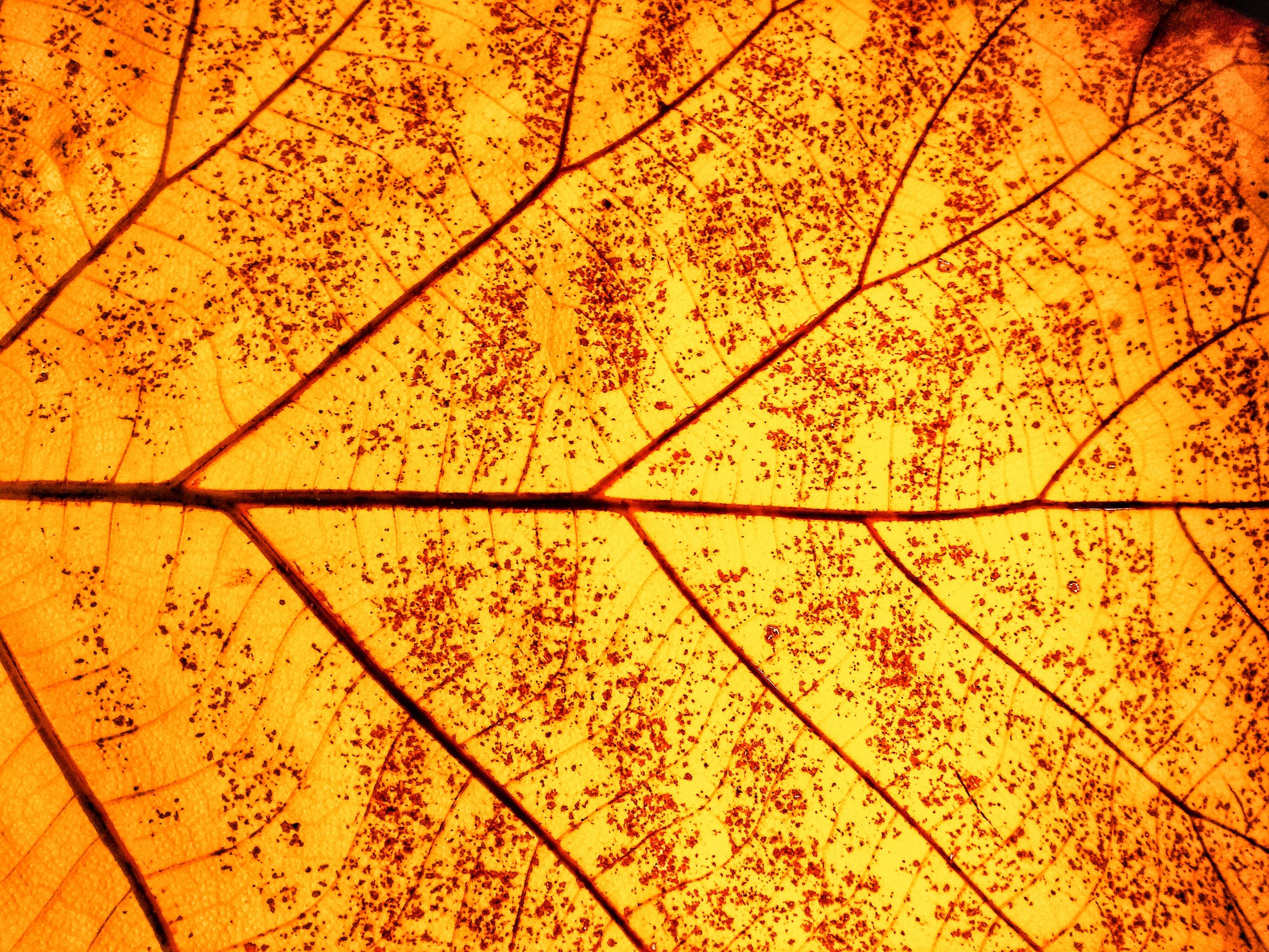 Gold Leaf Macro shot