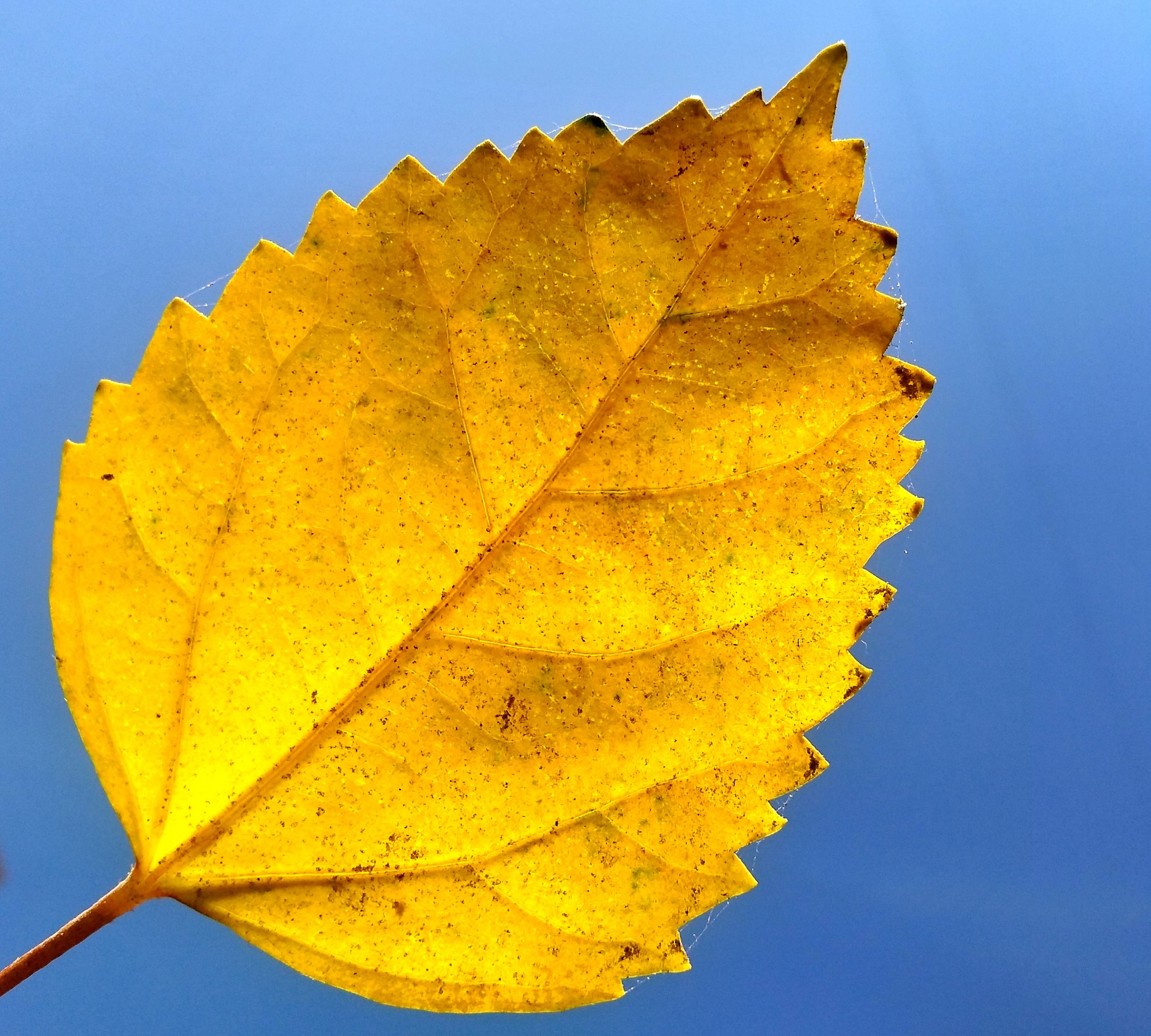 A yellow leaf