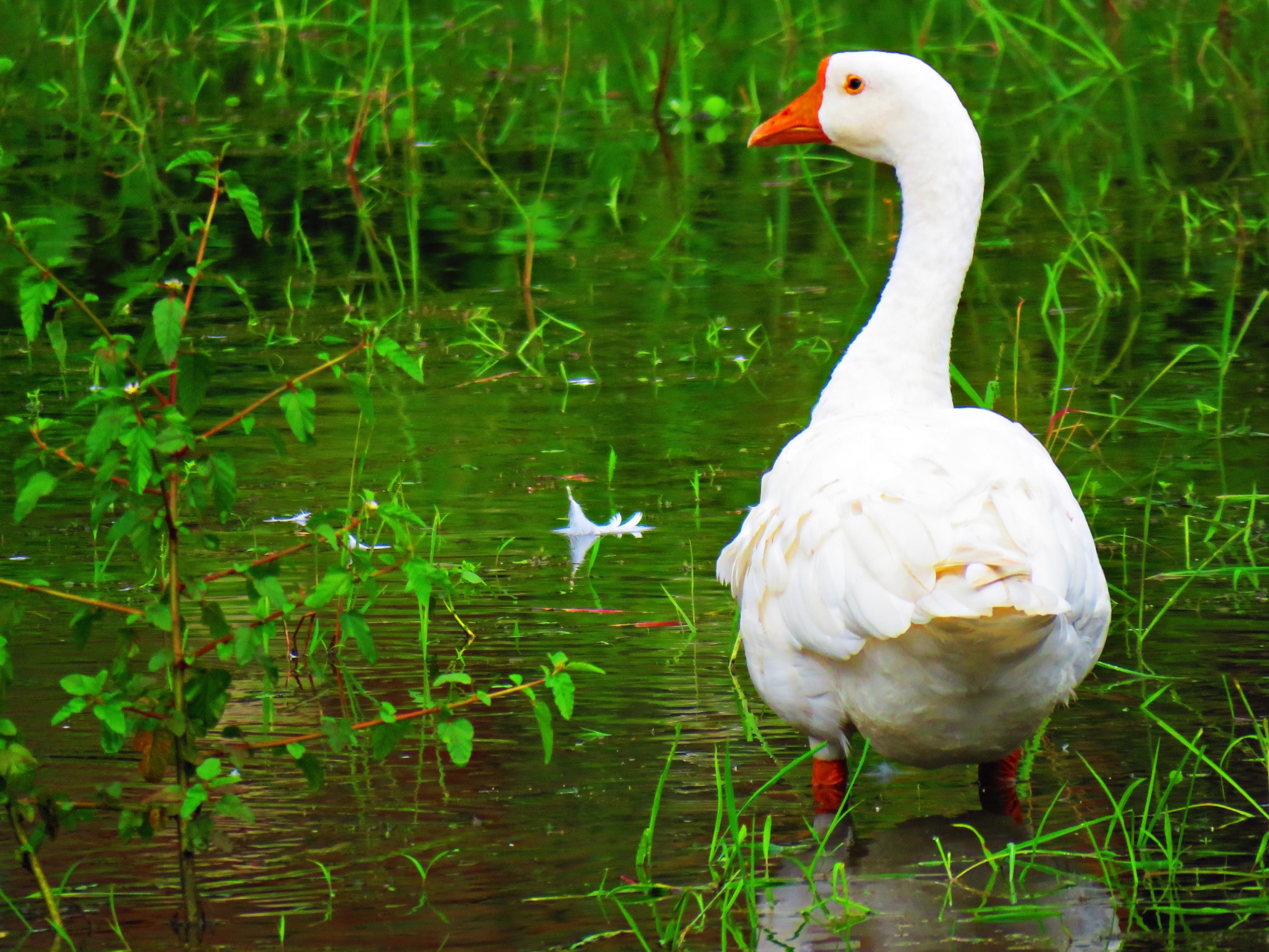 goose in a pond
