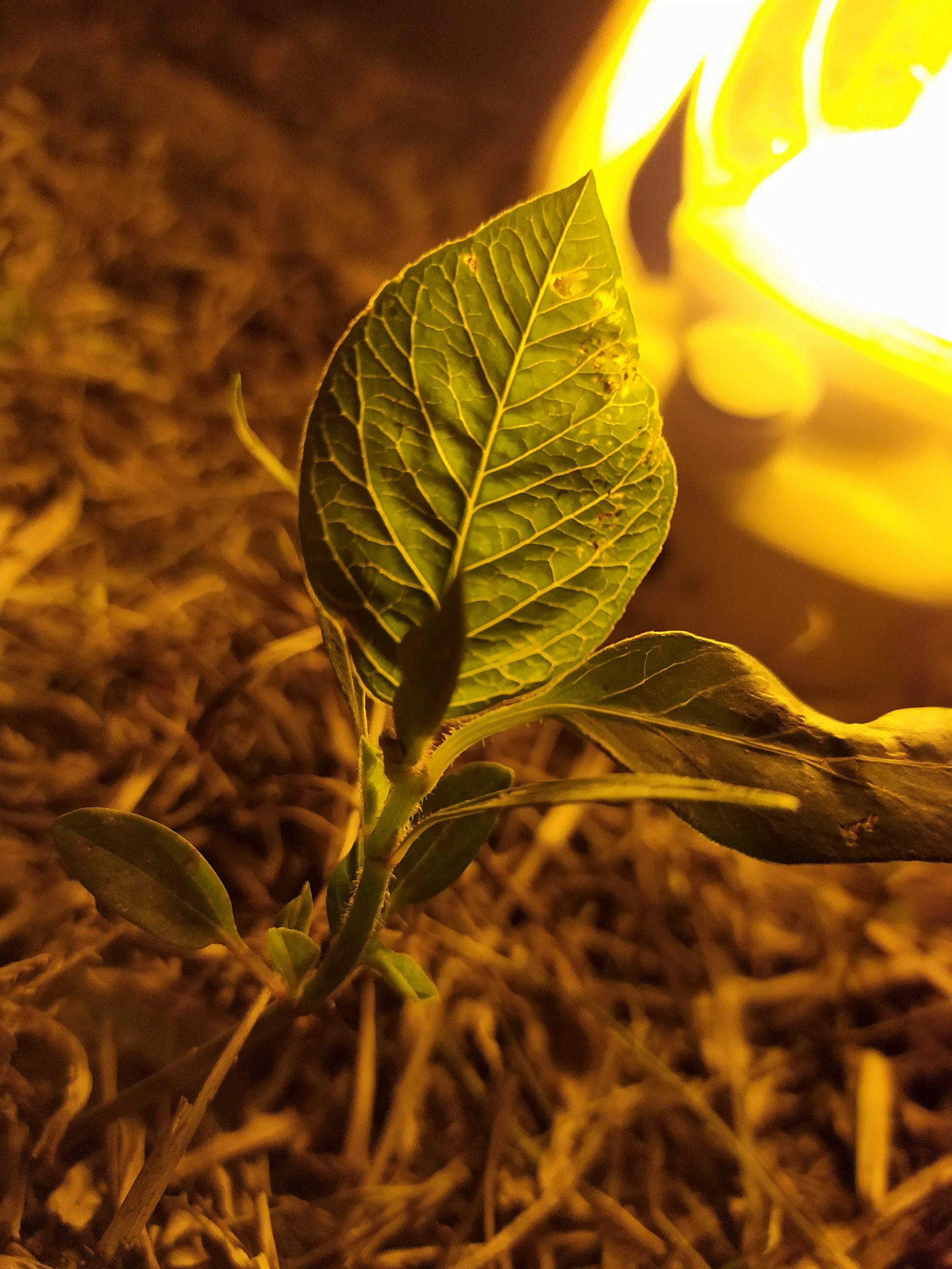 A leaf brightly lit by a lamp