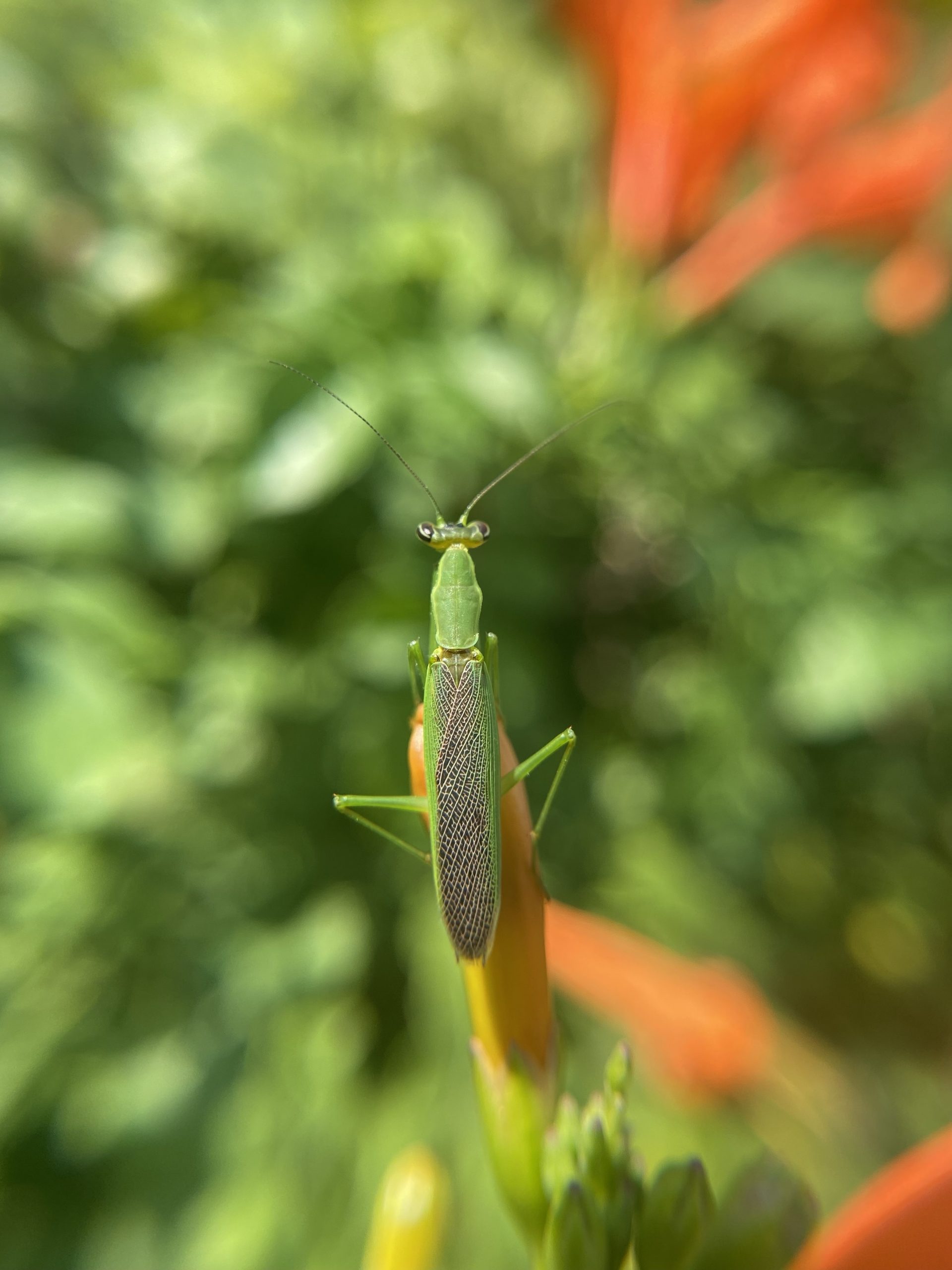 Grasshopper Close-Up