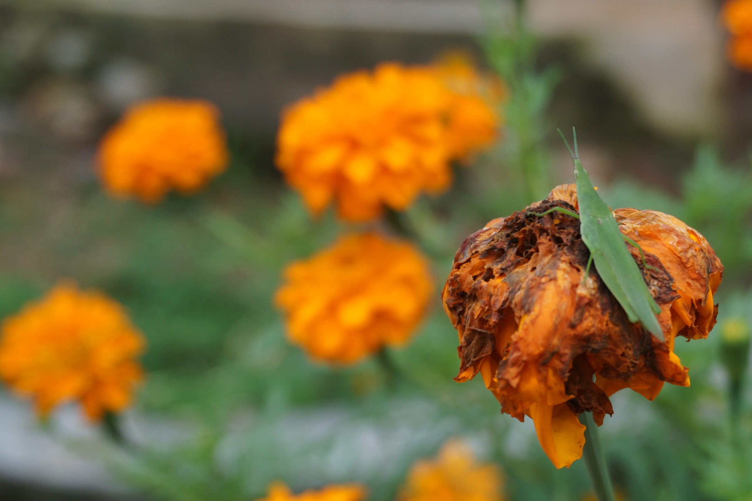 Grasshopper on a dead flower