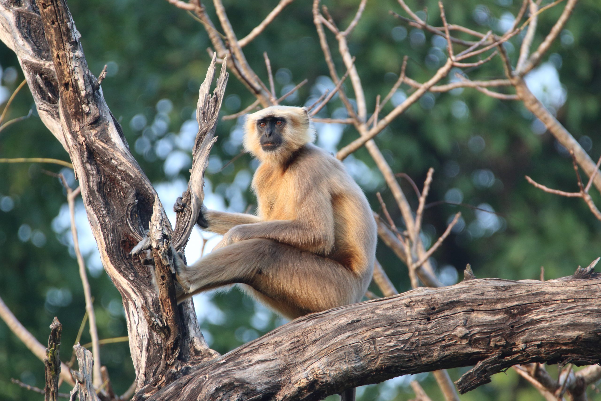Gray langur monkey sitting on tree