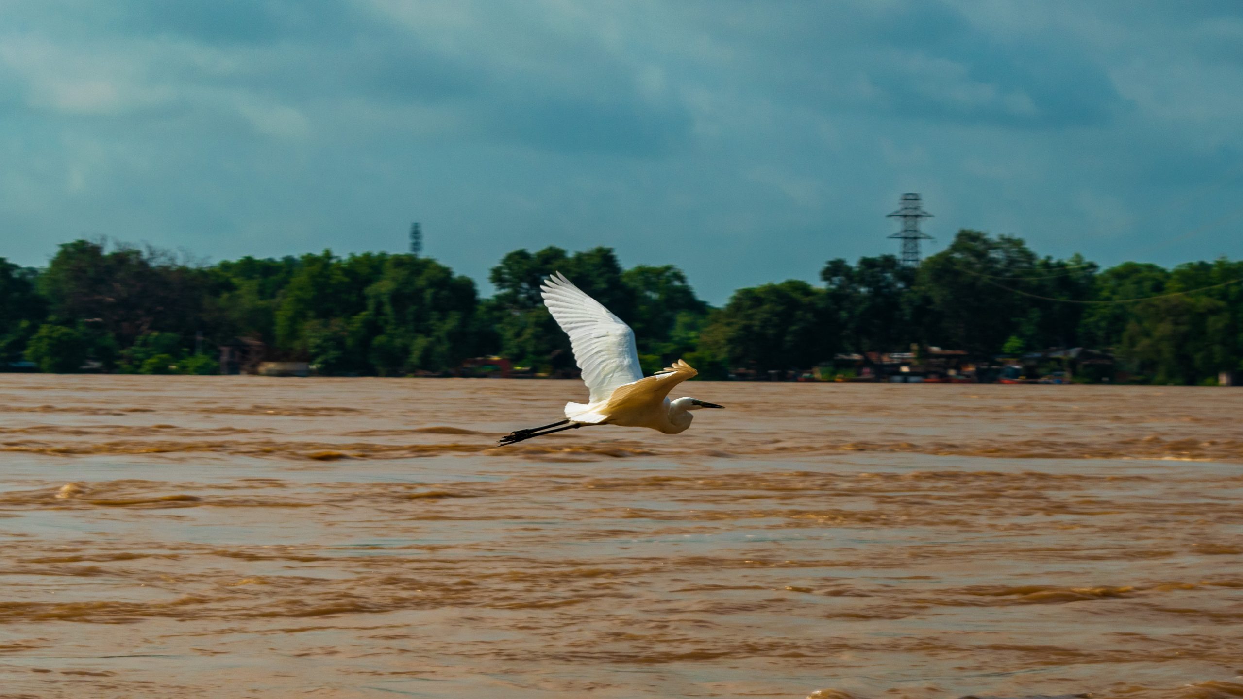 Great Egret on Flight