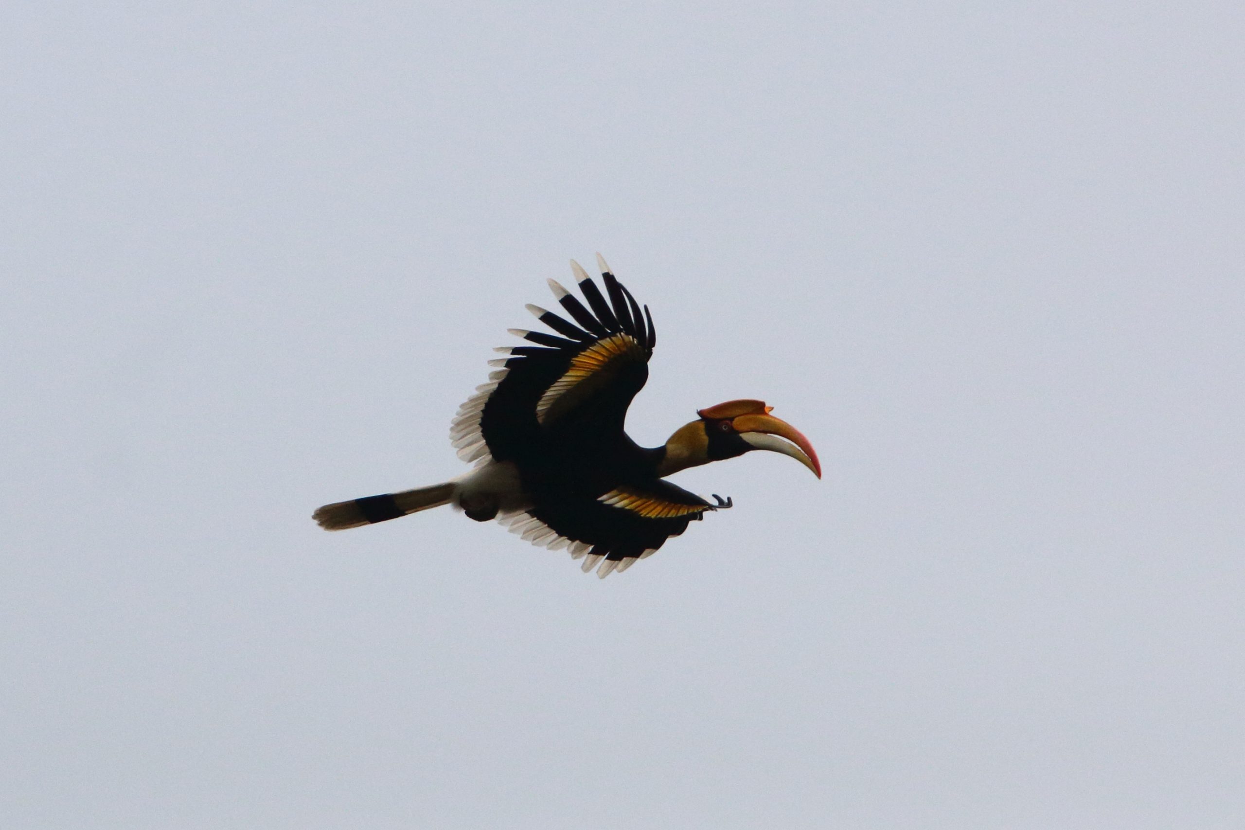 Great Hornbill in flight
