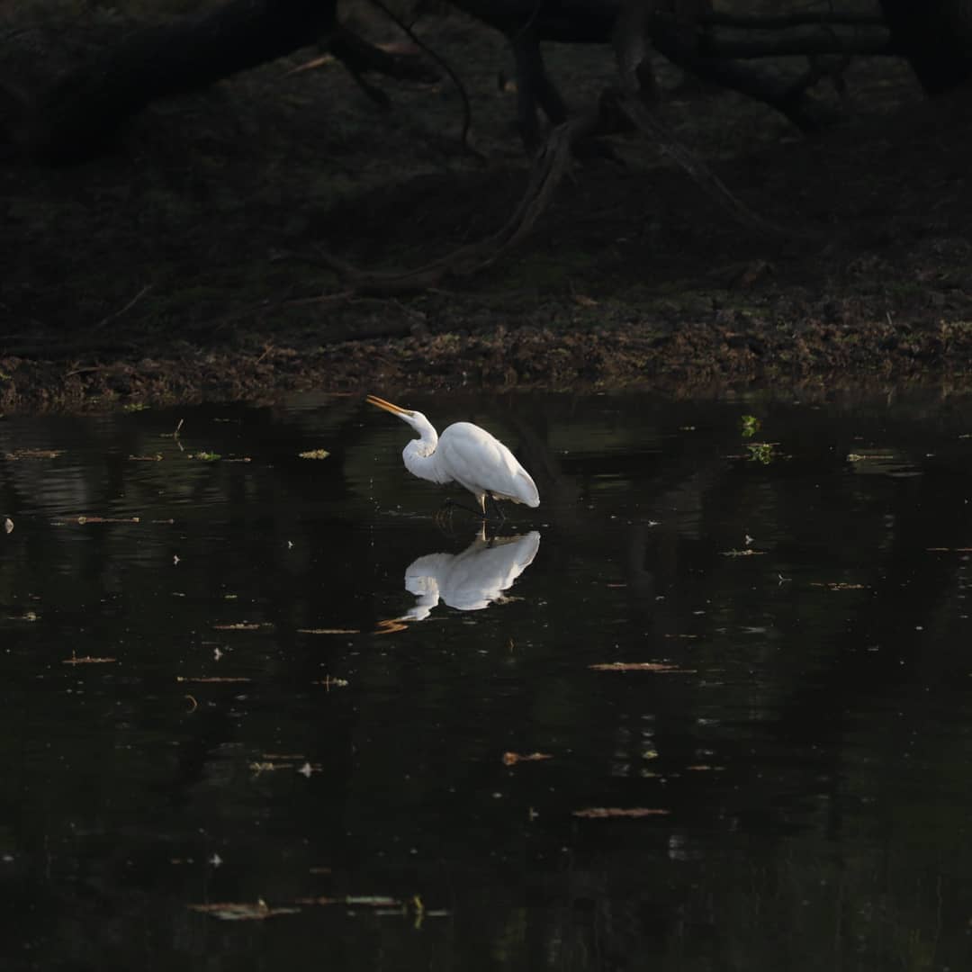 Great egret standing in water