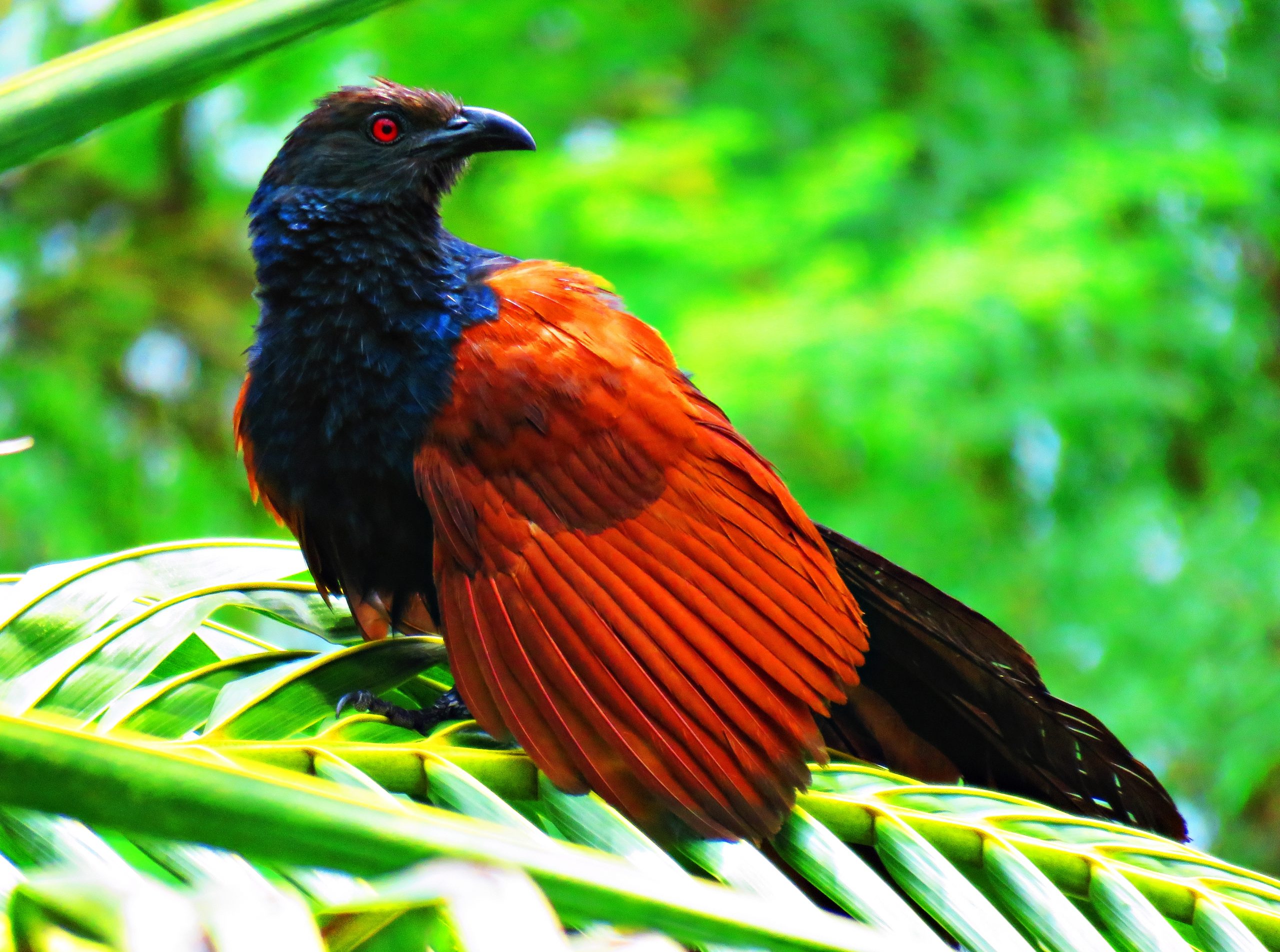 Coucal in Leaves on Focus