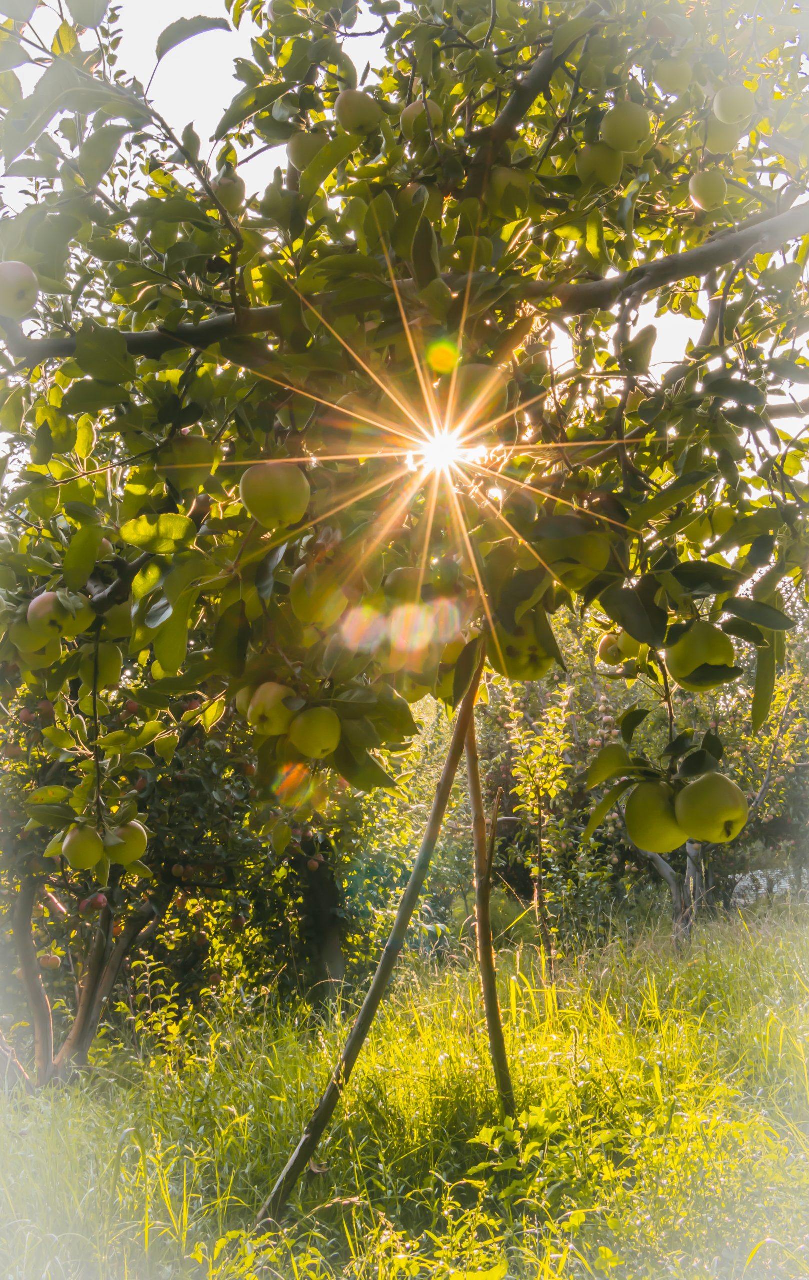 Apple Orchard