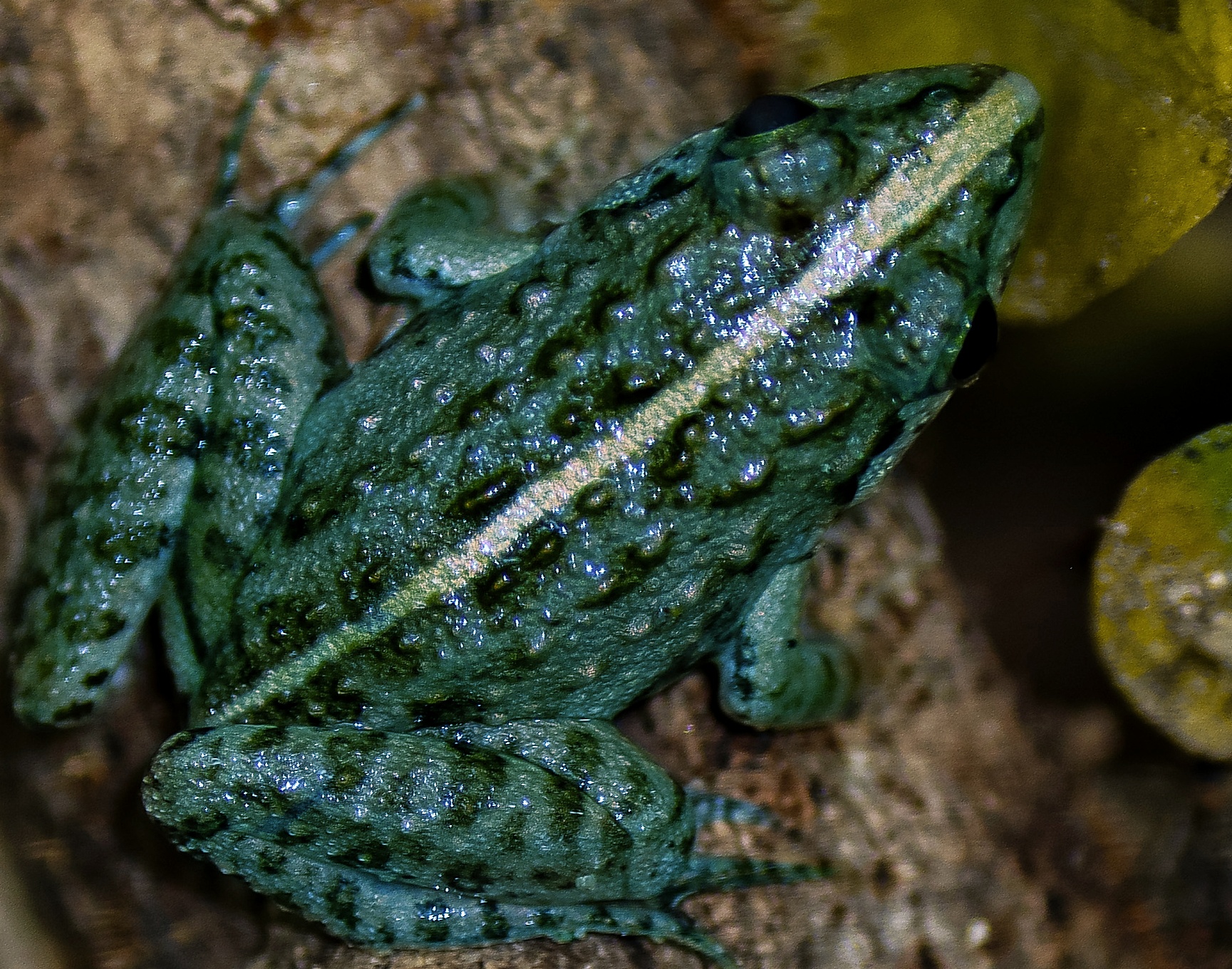 Green Baby Frog Close-up