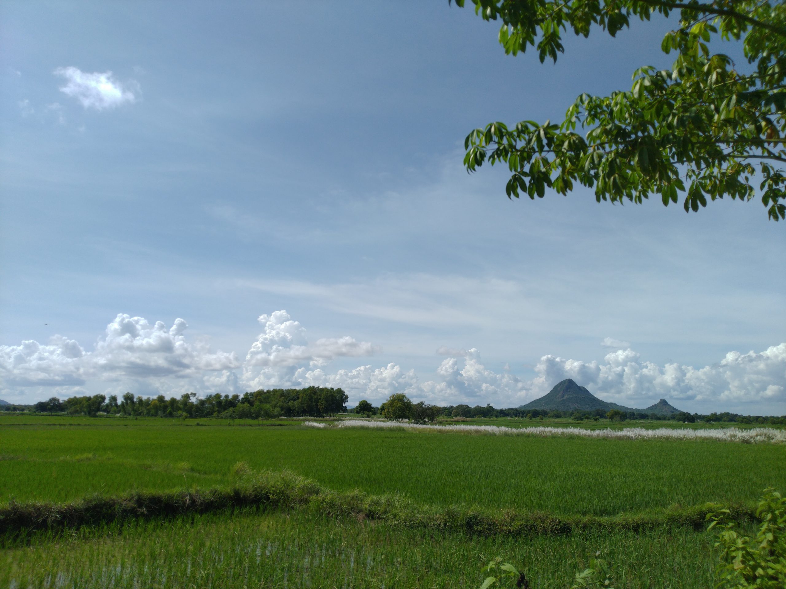 Green Cloudy Landscape