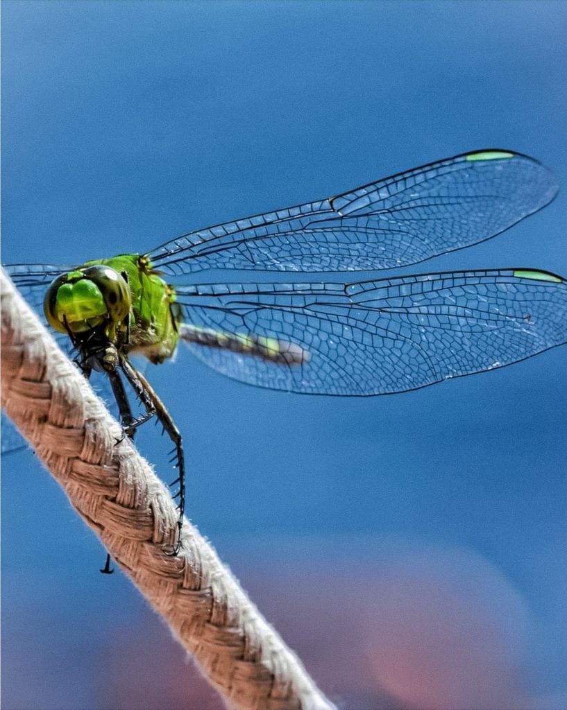 Green Dragonfly - PixaHive