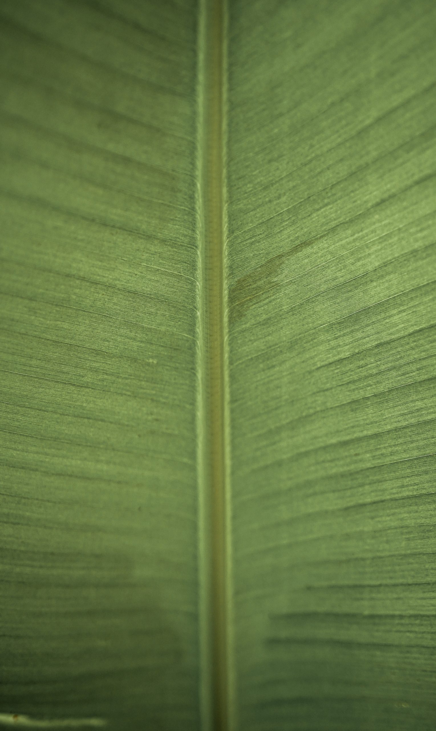 Green Leaf Close-up