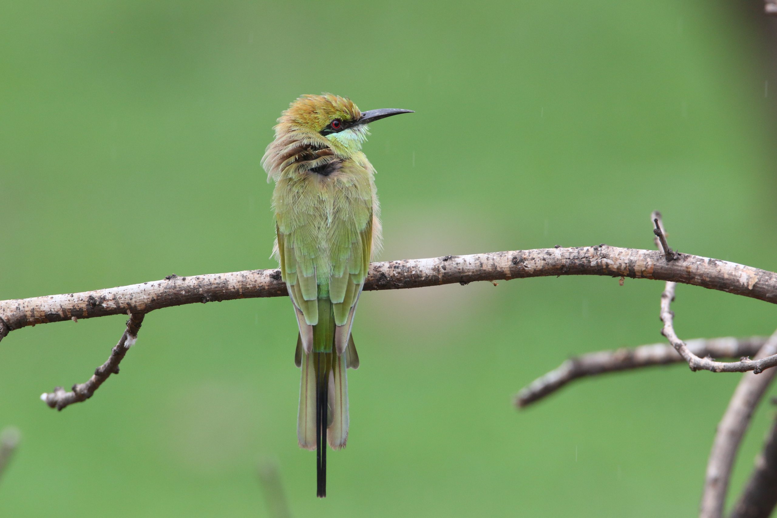 Green bee-eater bird on a tree branch