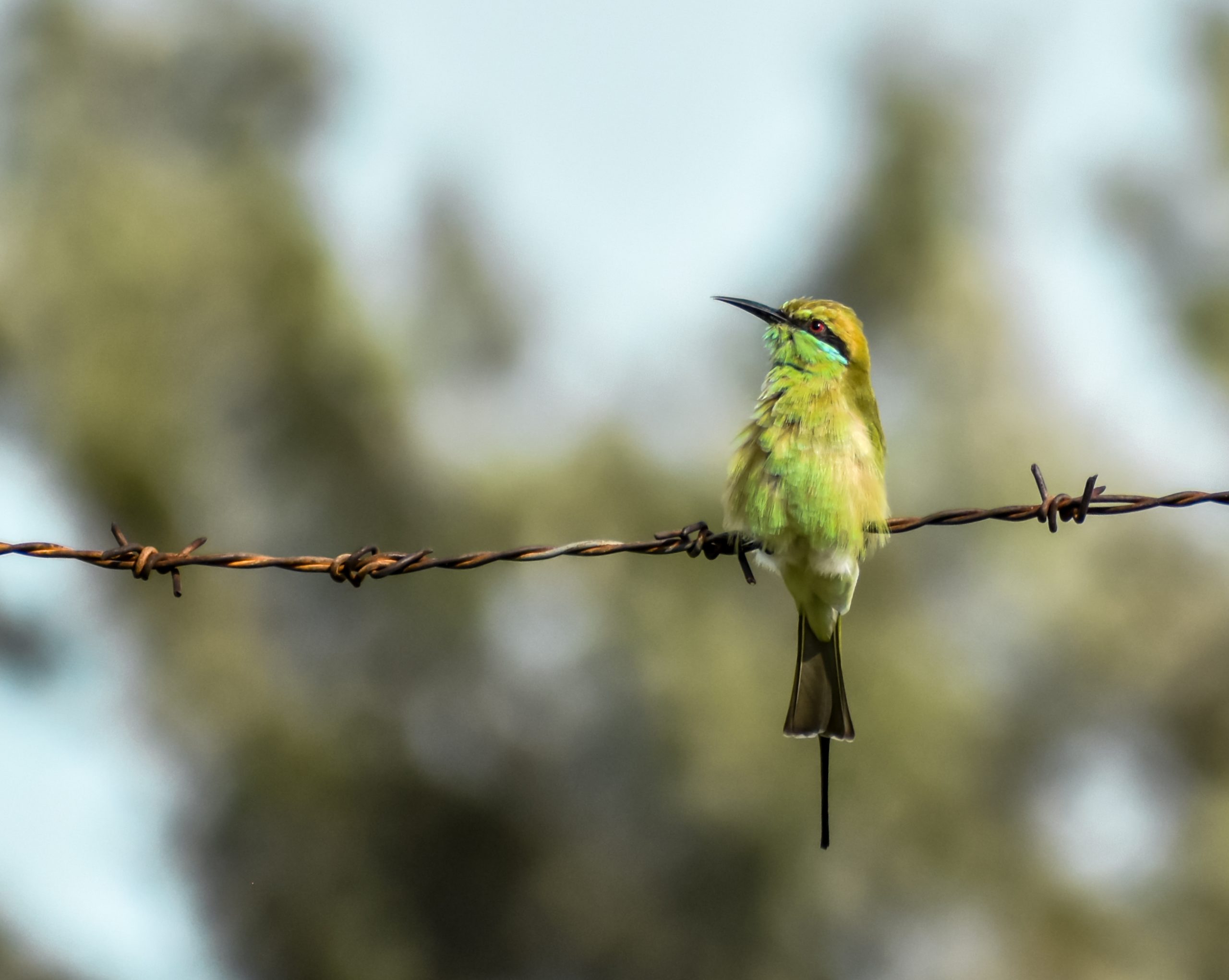 Green bee eater on a wire