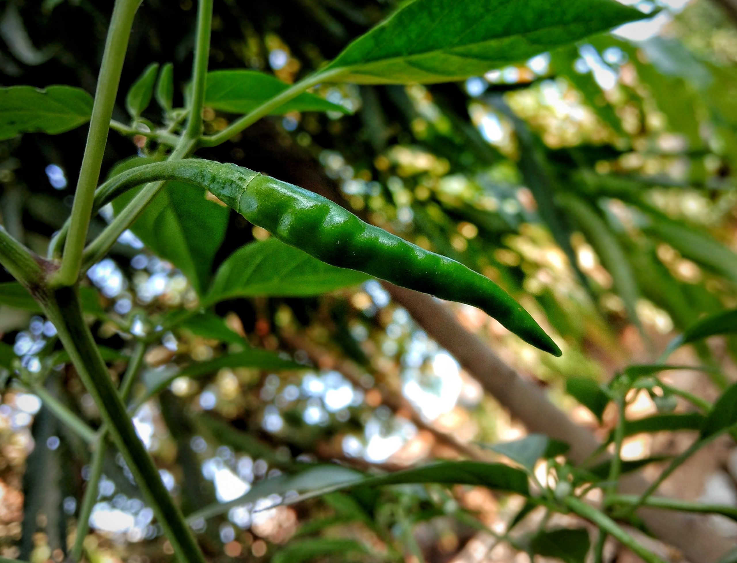 Green chili plant
