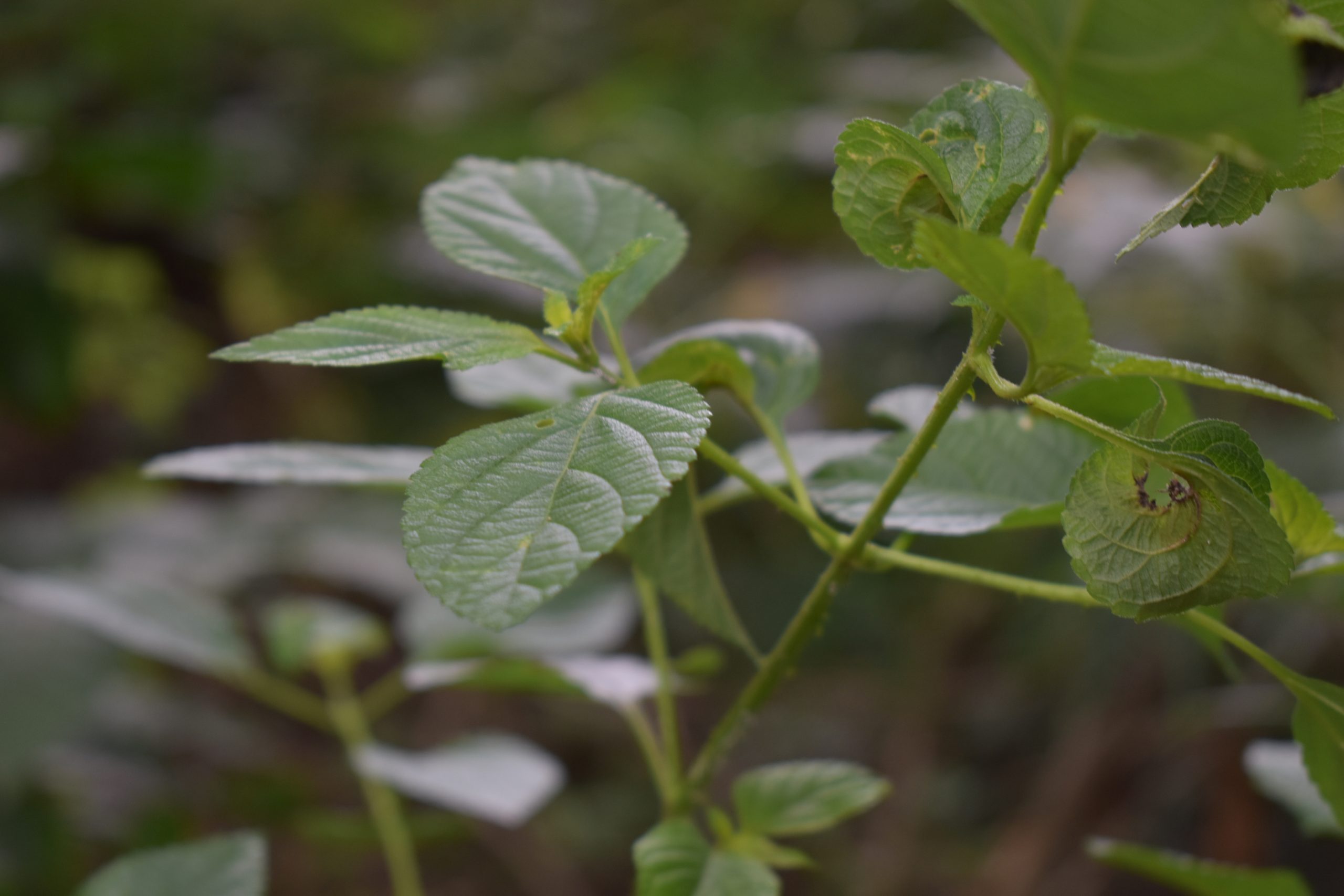 Green leaves