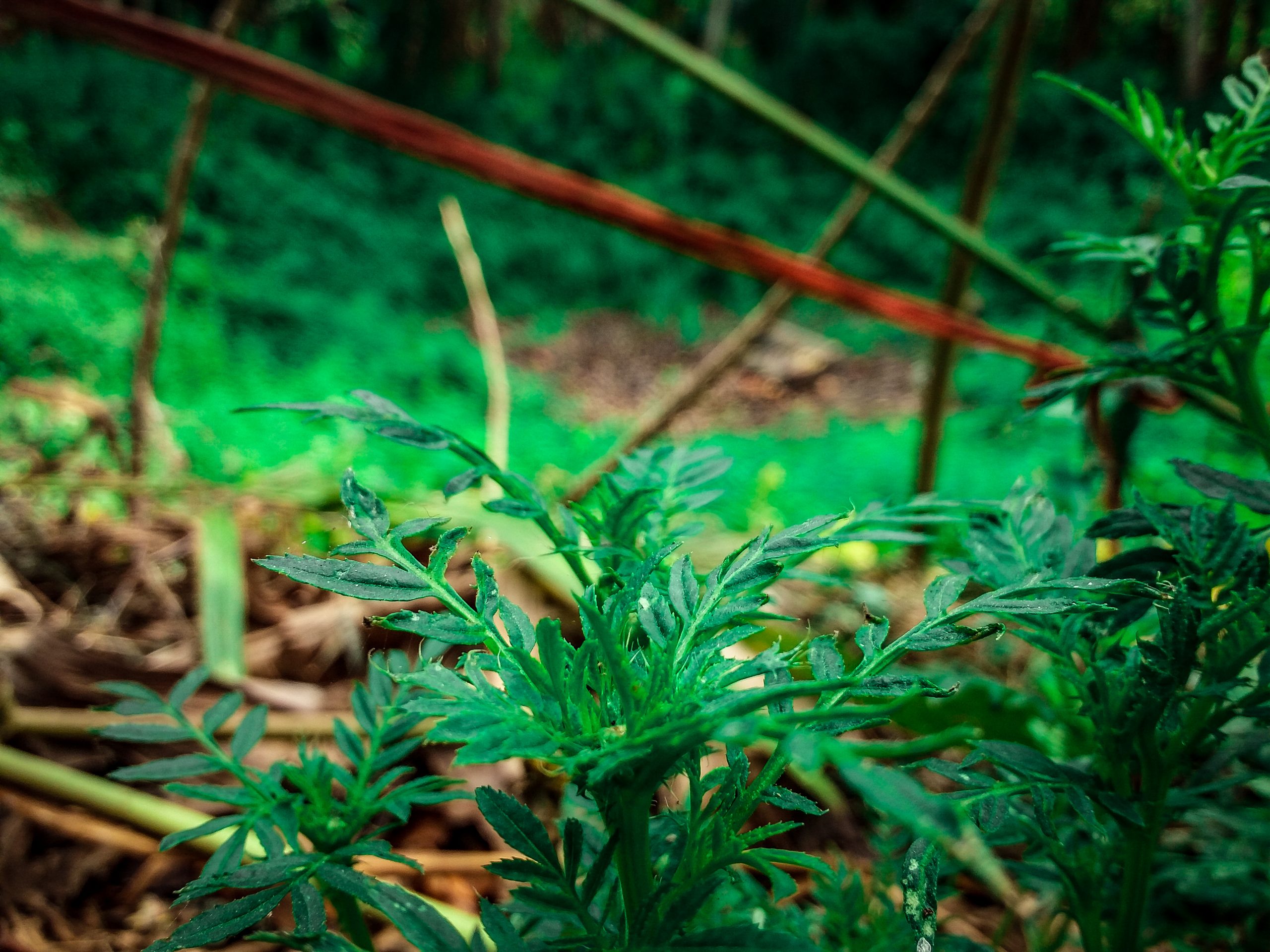 Green leaves of a plant