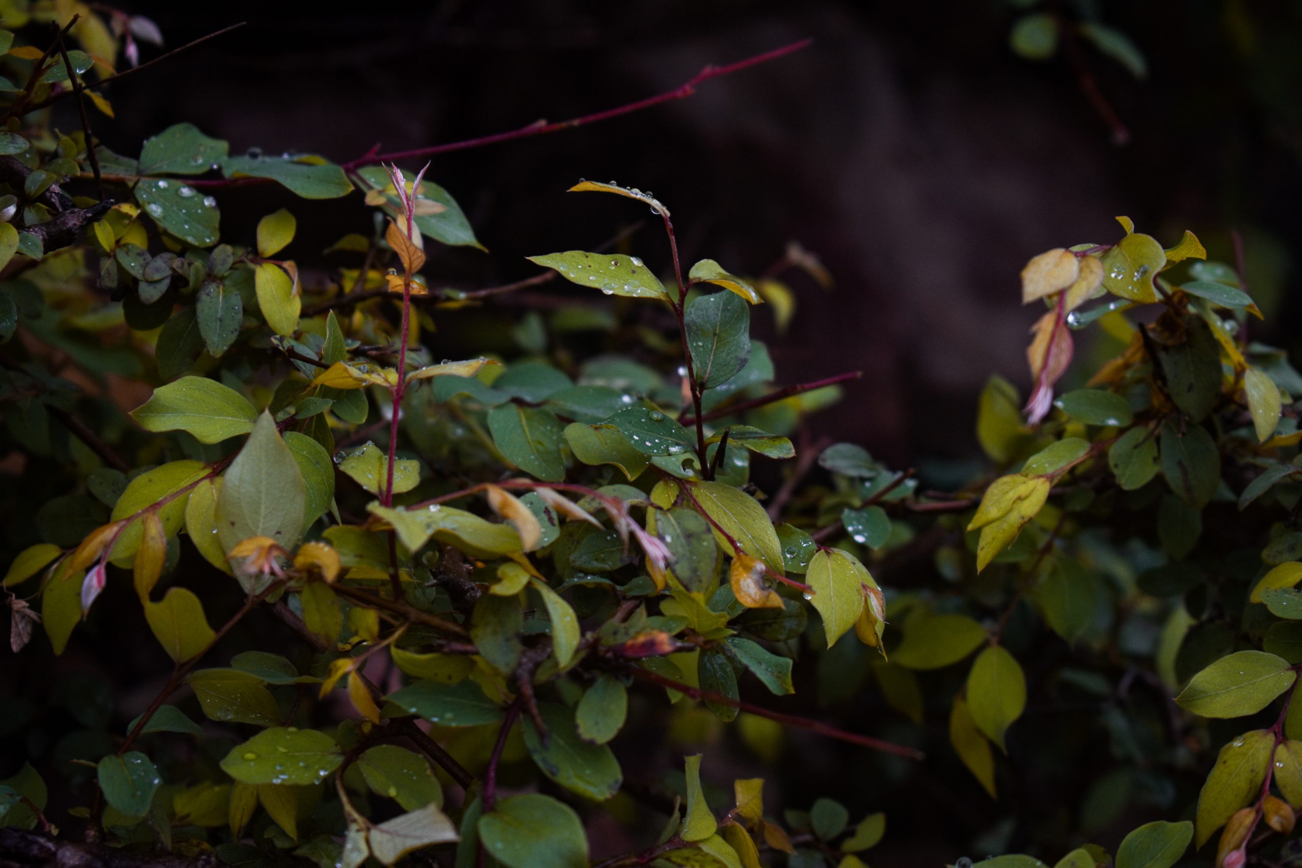 Green leaves of plants