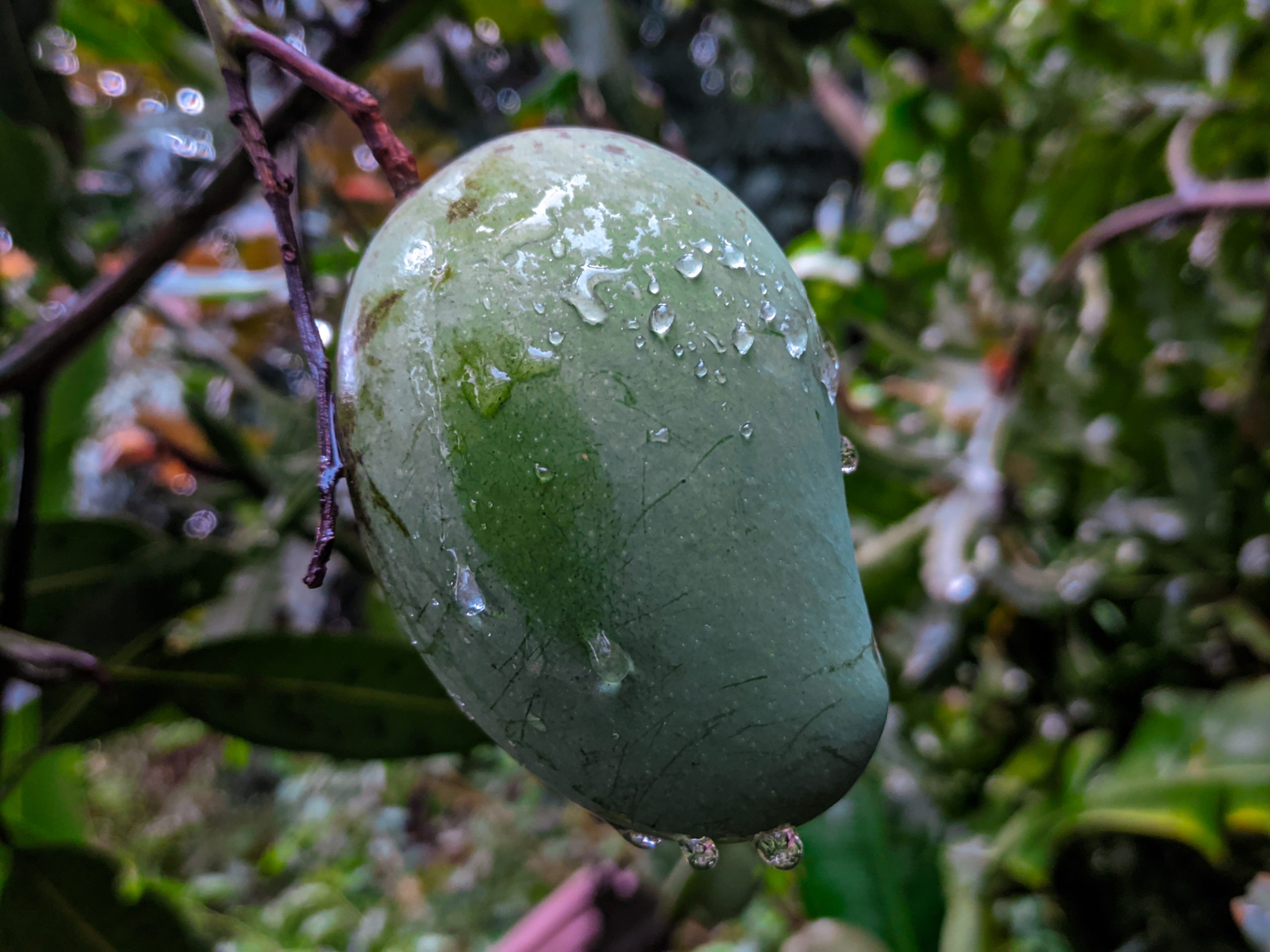 Wet green mango