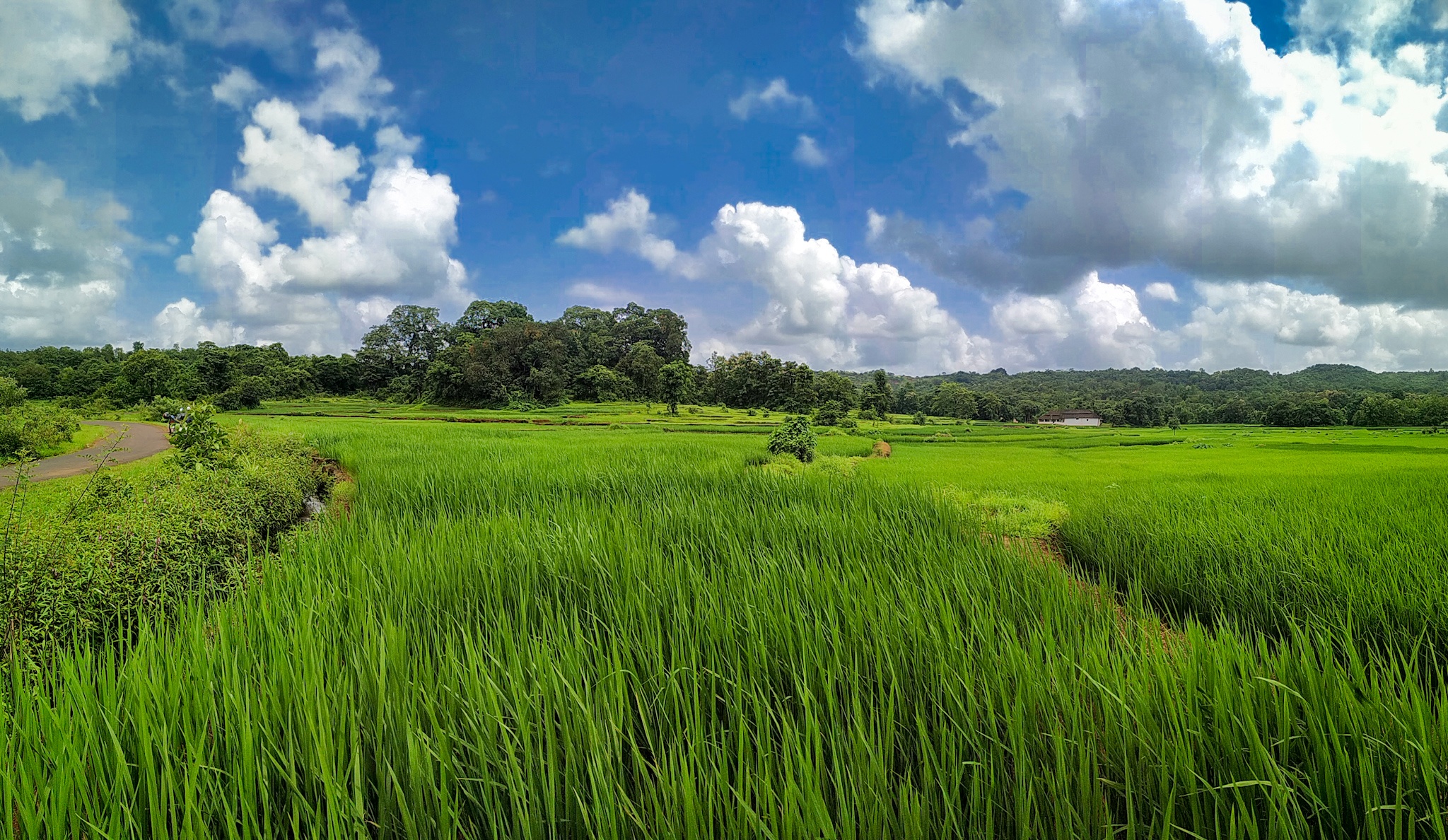 rice fields