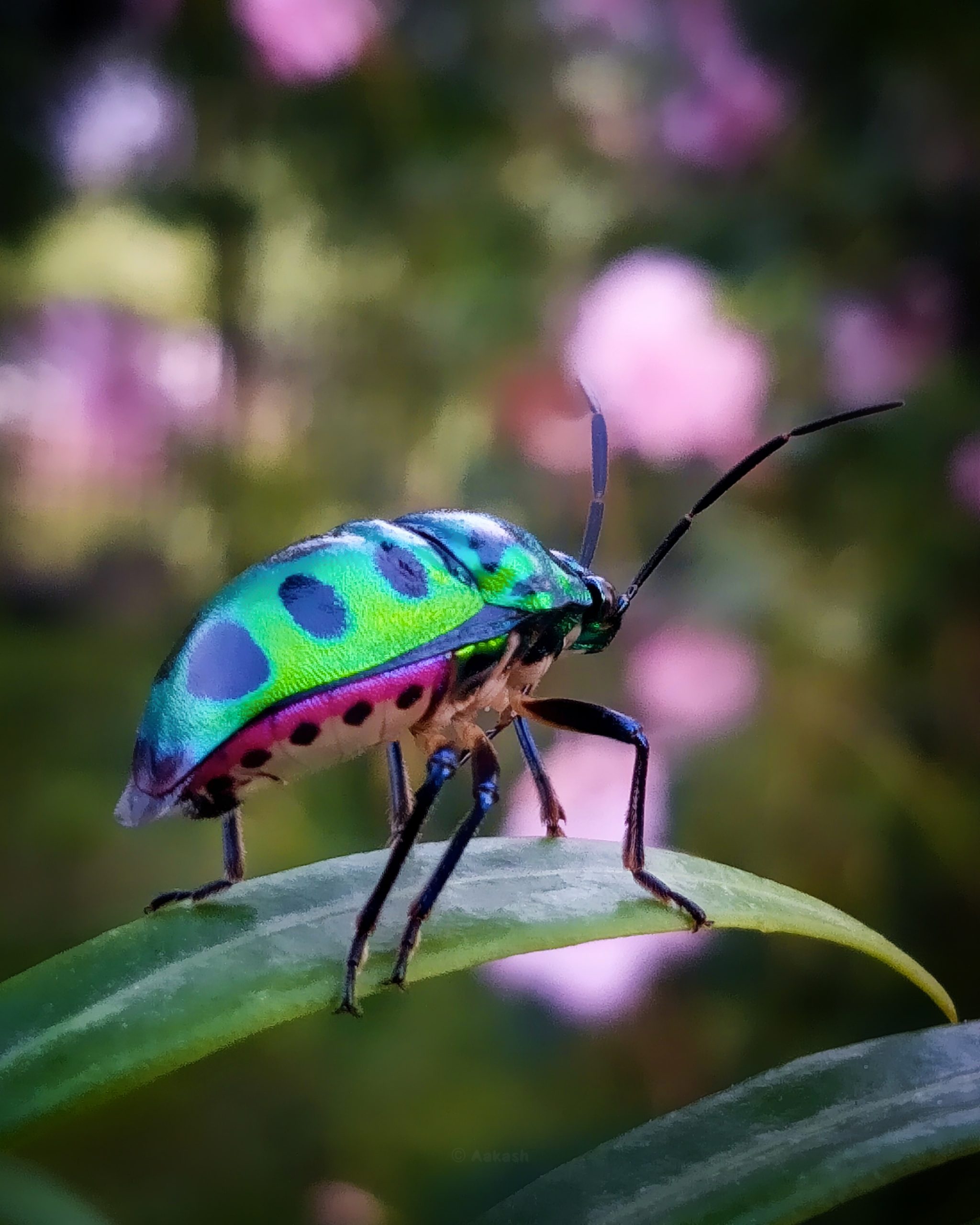 Greenbug Closeup