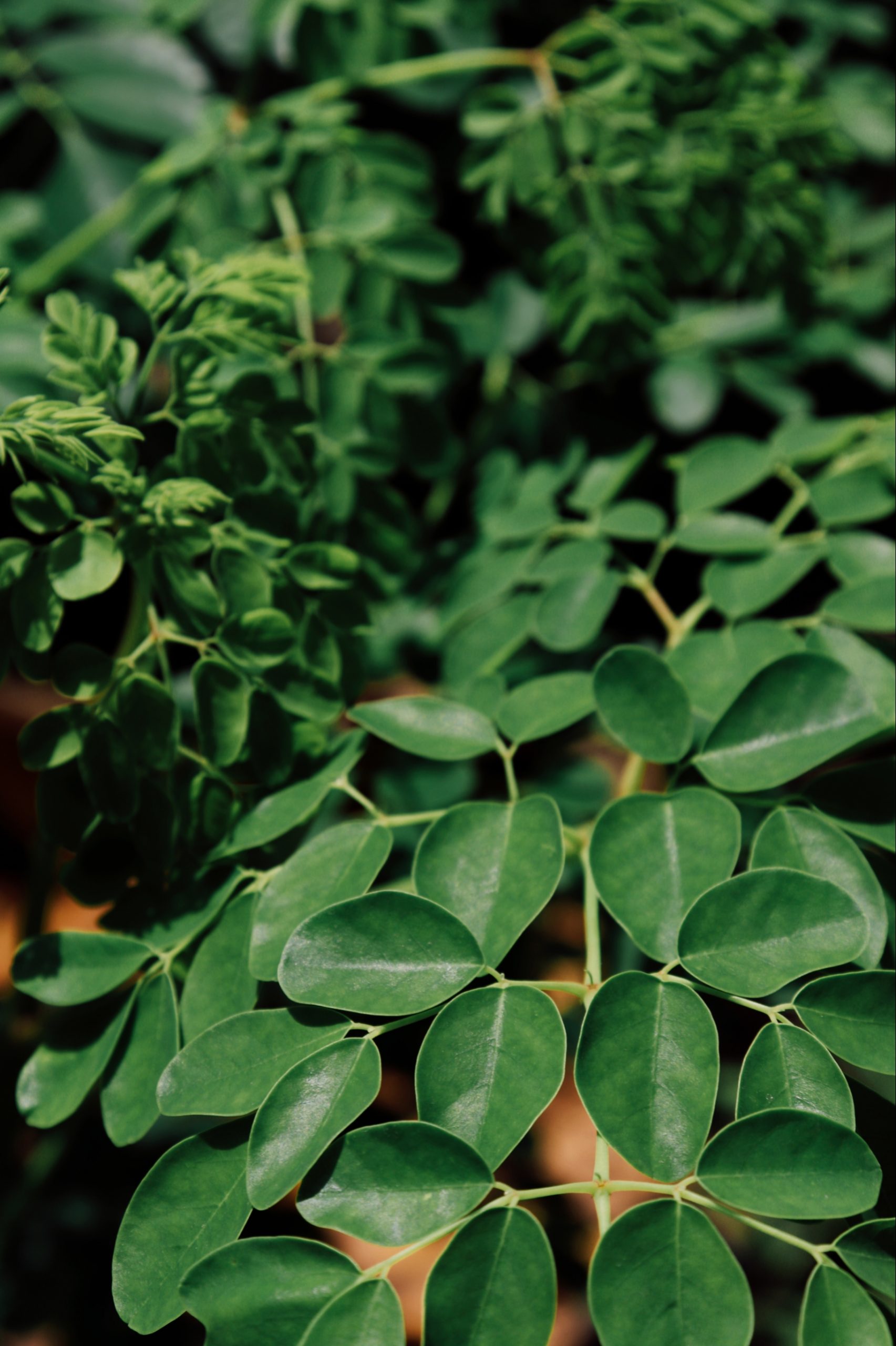 Greenery- plants and leaves