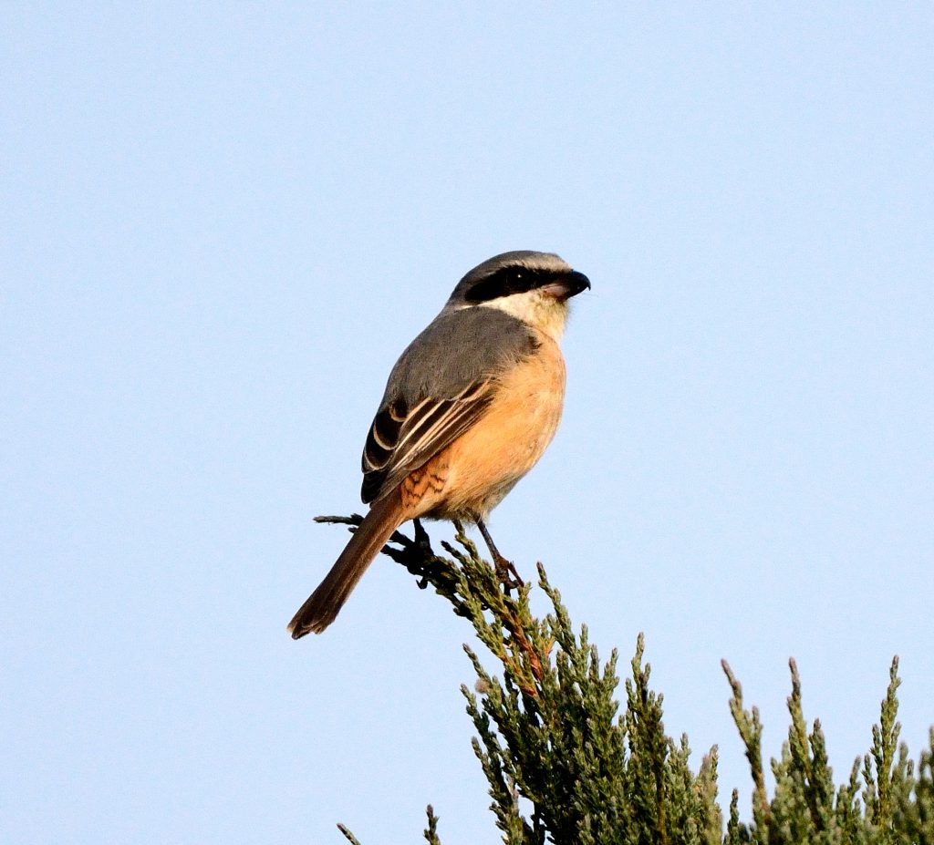 Grey backed shrike - PixaHive