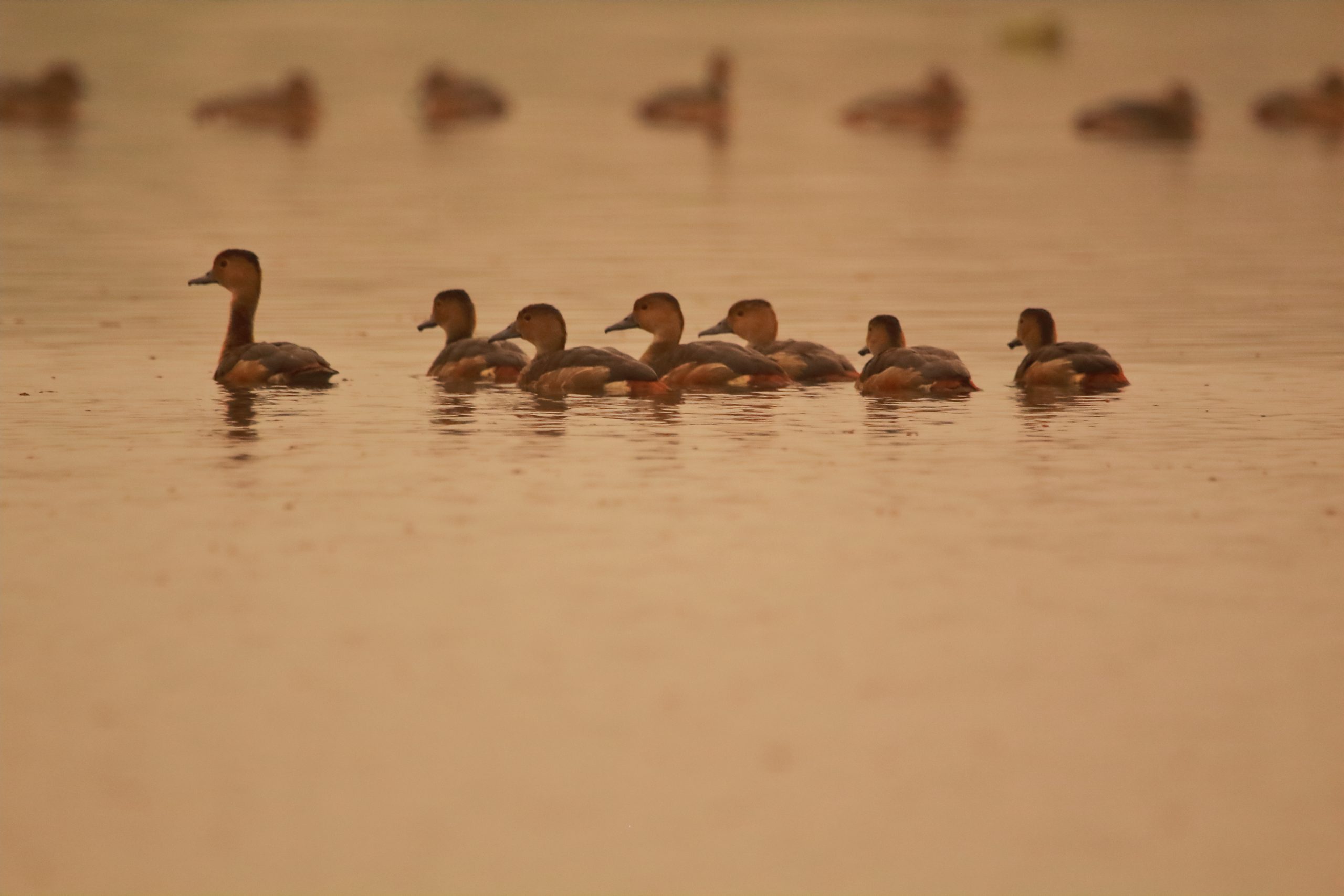 Group Ducks in the Lake on Focus