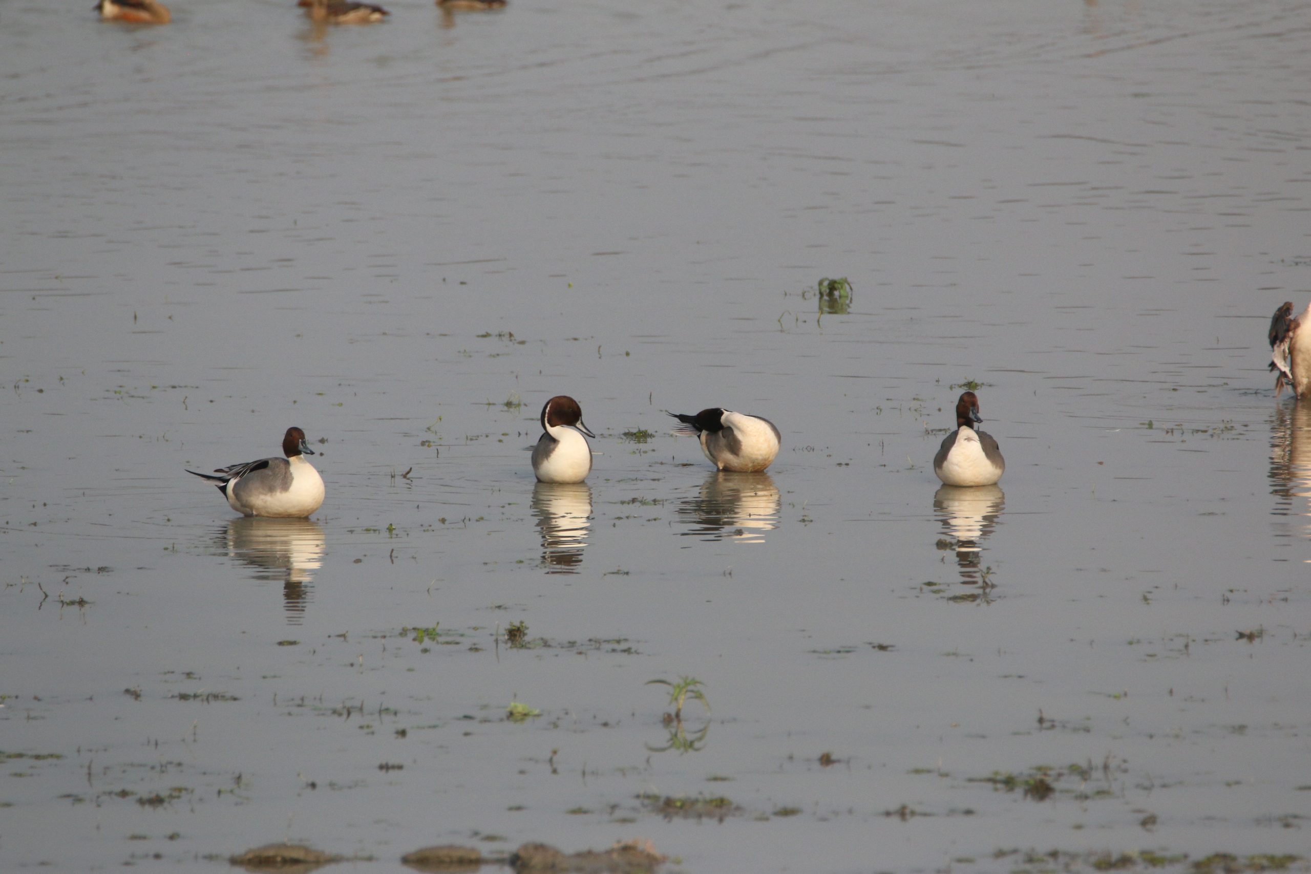 Group of Pochard Duck in the Wetland
